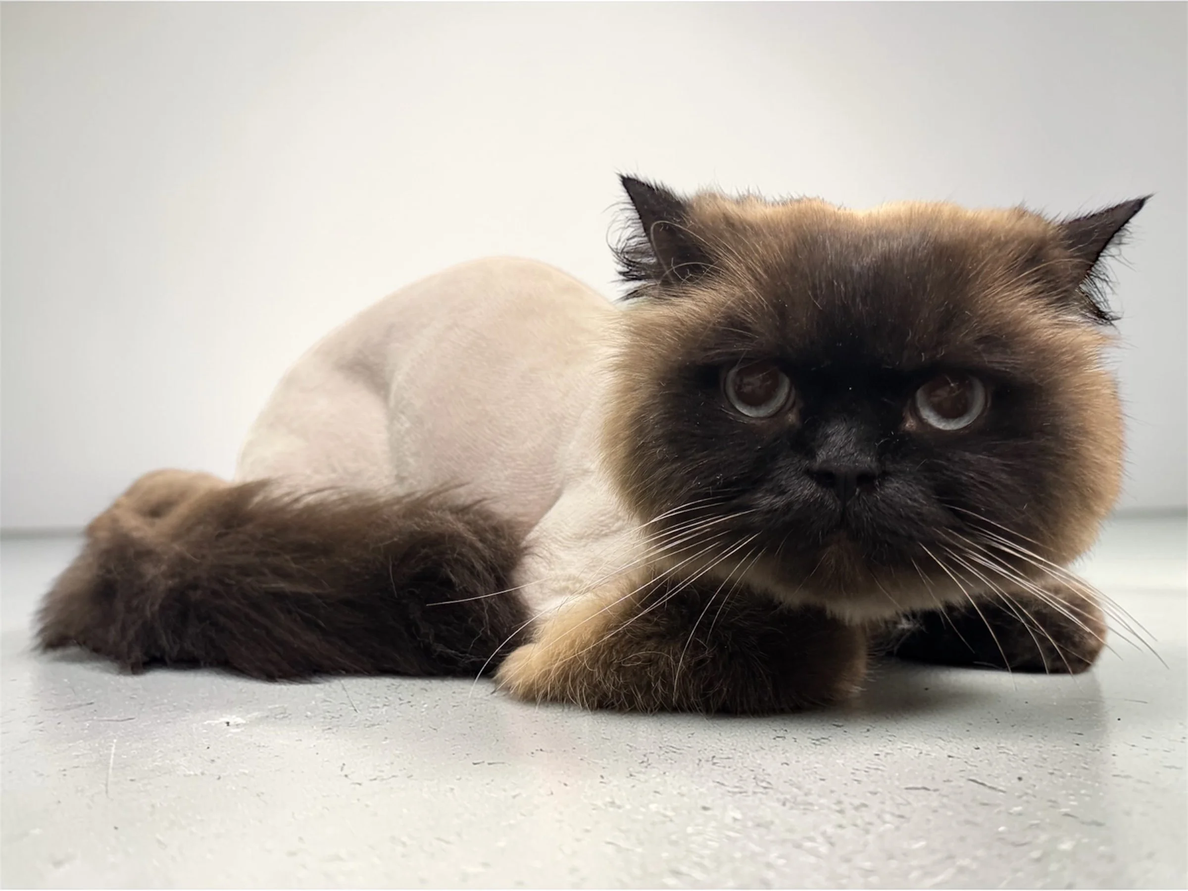 A Himalayan cat after a haircut.