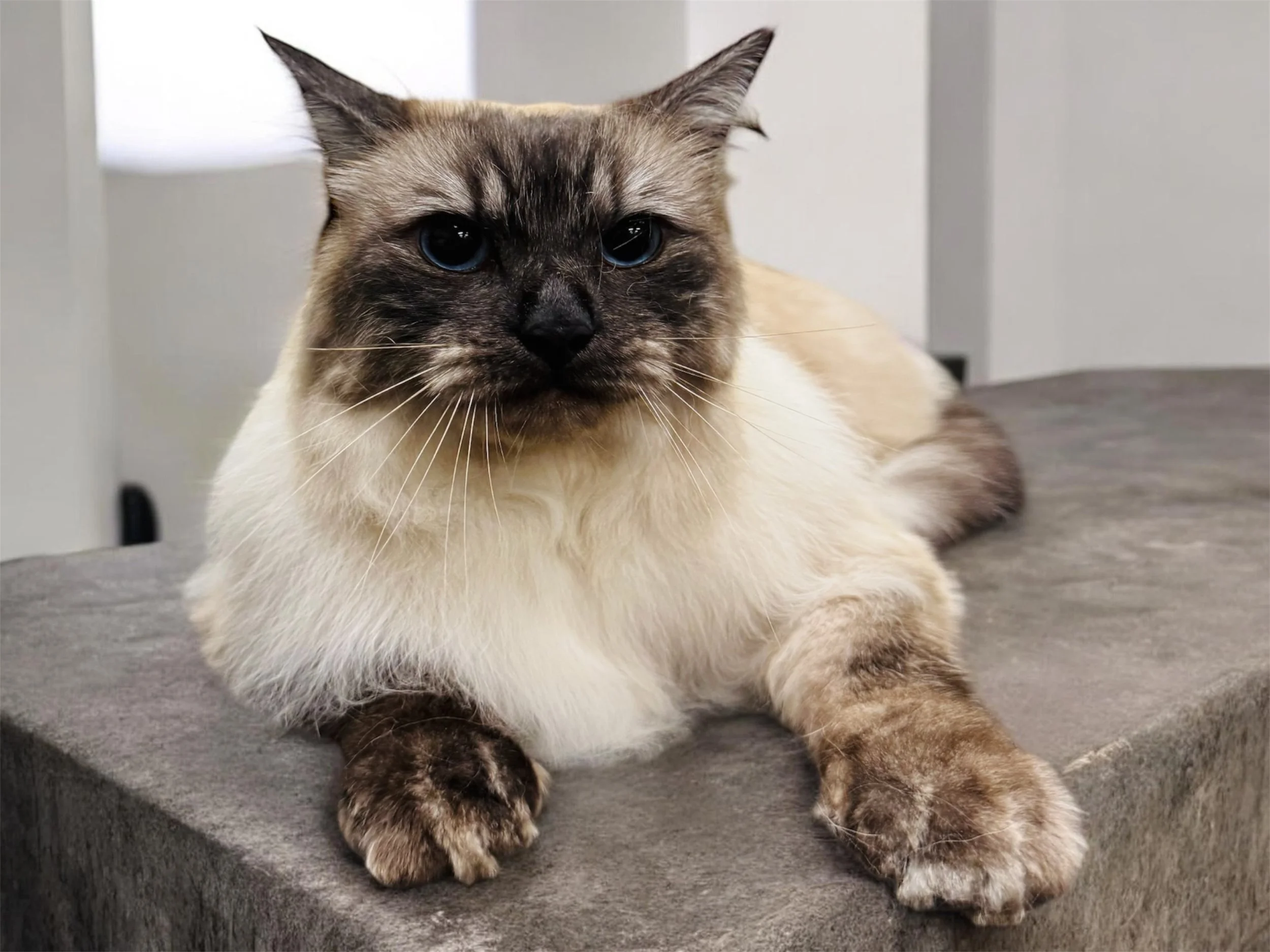 Long-haired cat after a bath.