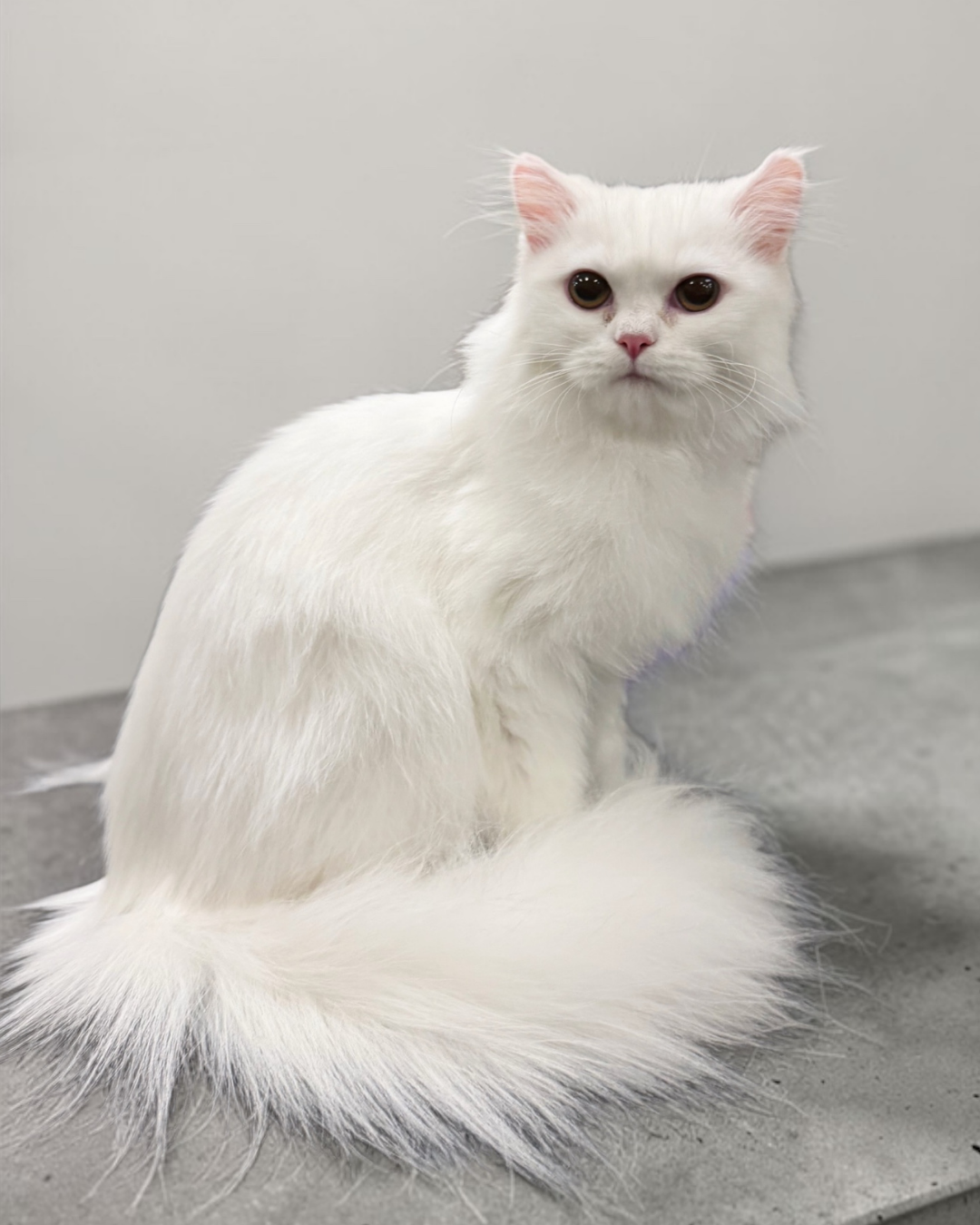 Turkish Angora cat with a soft, beautiful coat after an Essential Bath.