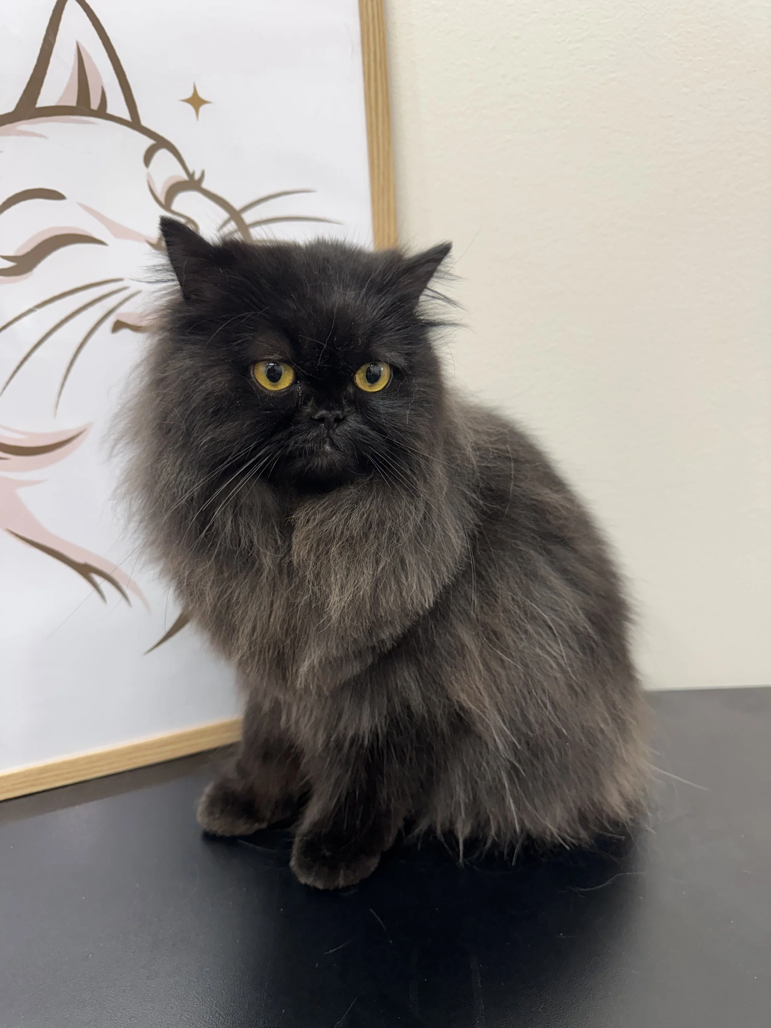 A fluffy black cat with yellow eyes sitting on a dark surface near a wall with a drawing of a cat's face and a star. The cat is looking slightly to the left.