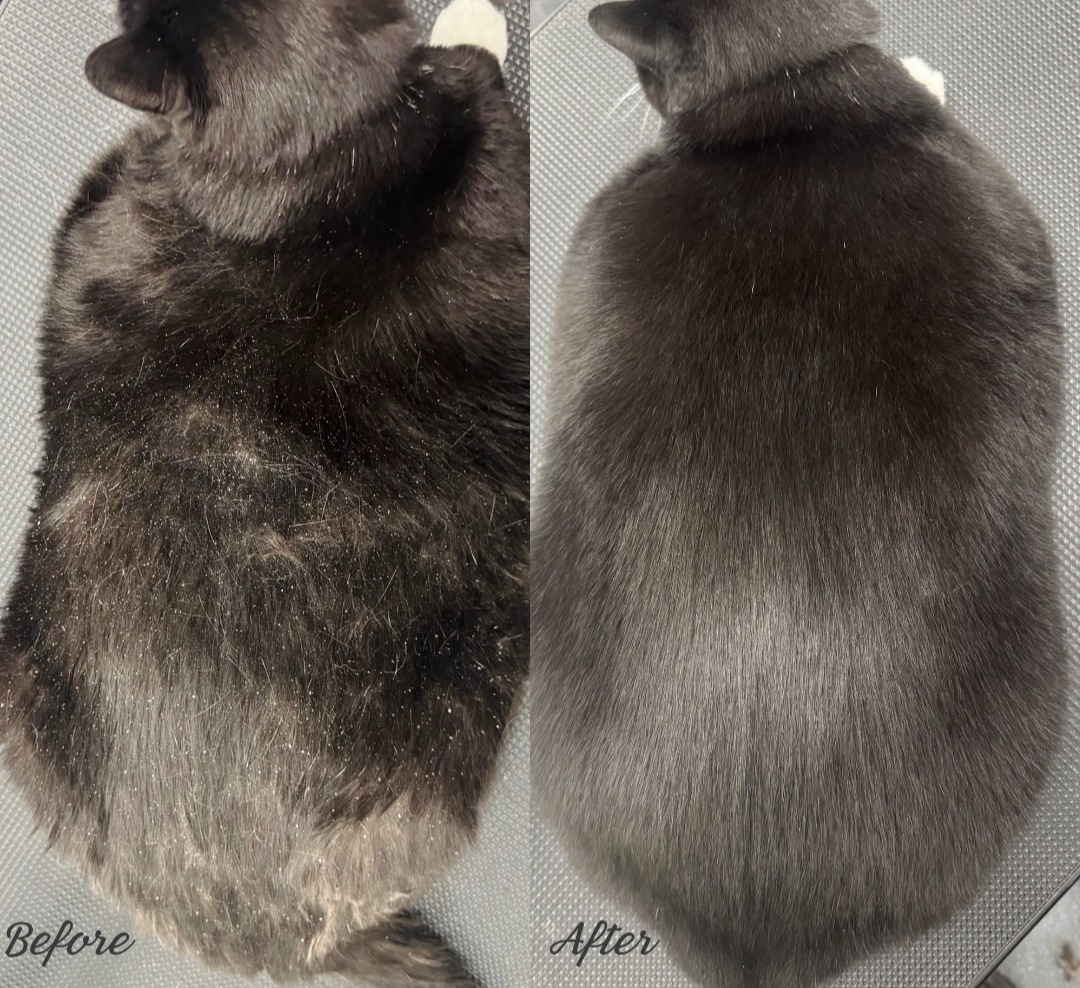Side-by-side comparison of a black cat's back before and after grooming, showing a significant reduction in matted fur on the right.