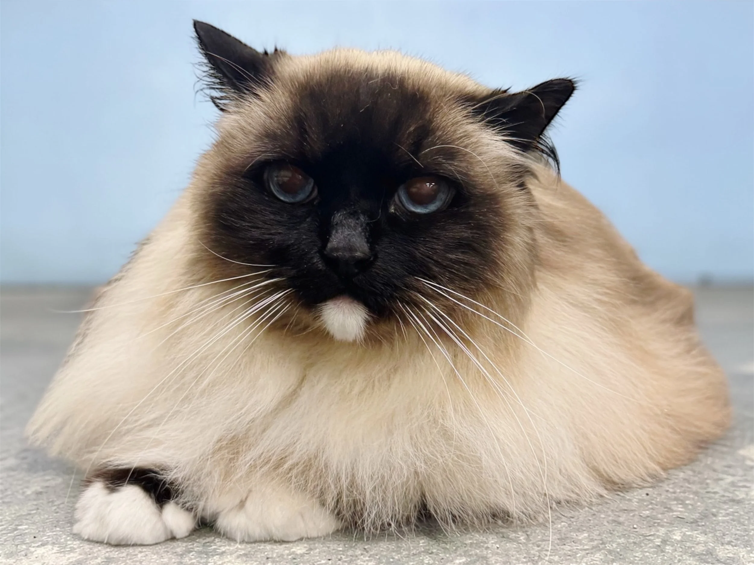 Color-point Ragdoll.