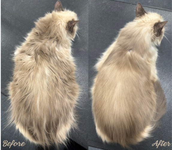 Before and after a long-hair de-greasing bath and brush out.