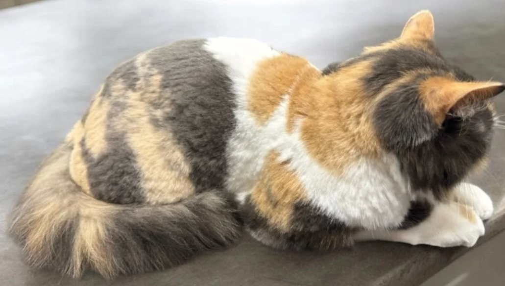 Calico with a teddy bear comb cut.