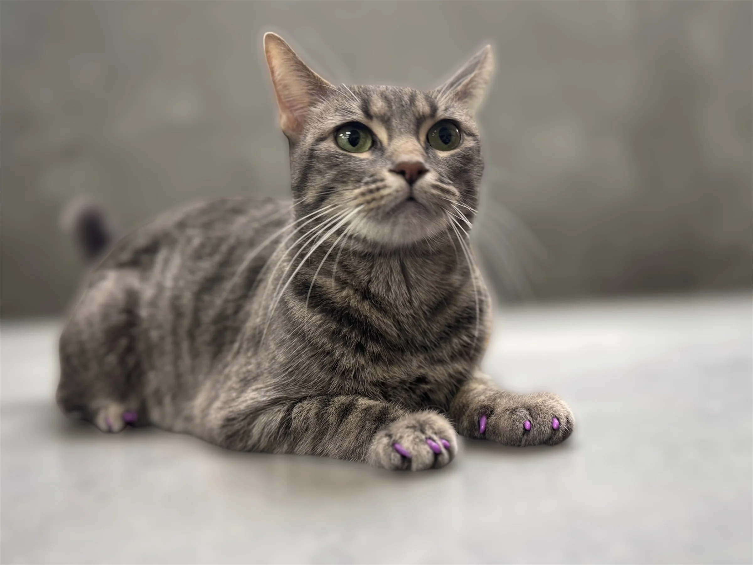Gray tabby cat after nail caps, safe and helps with scratching.