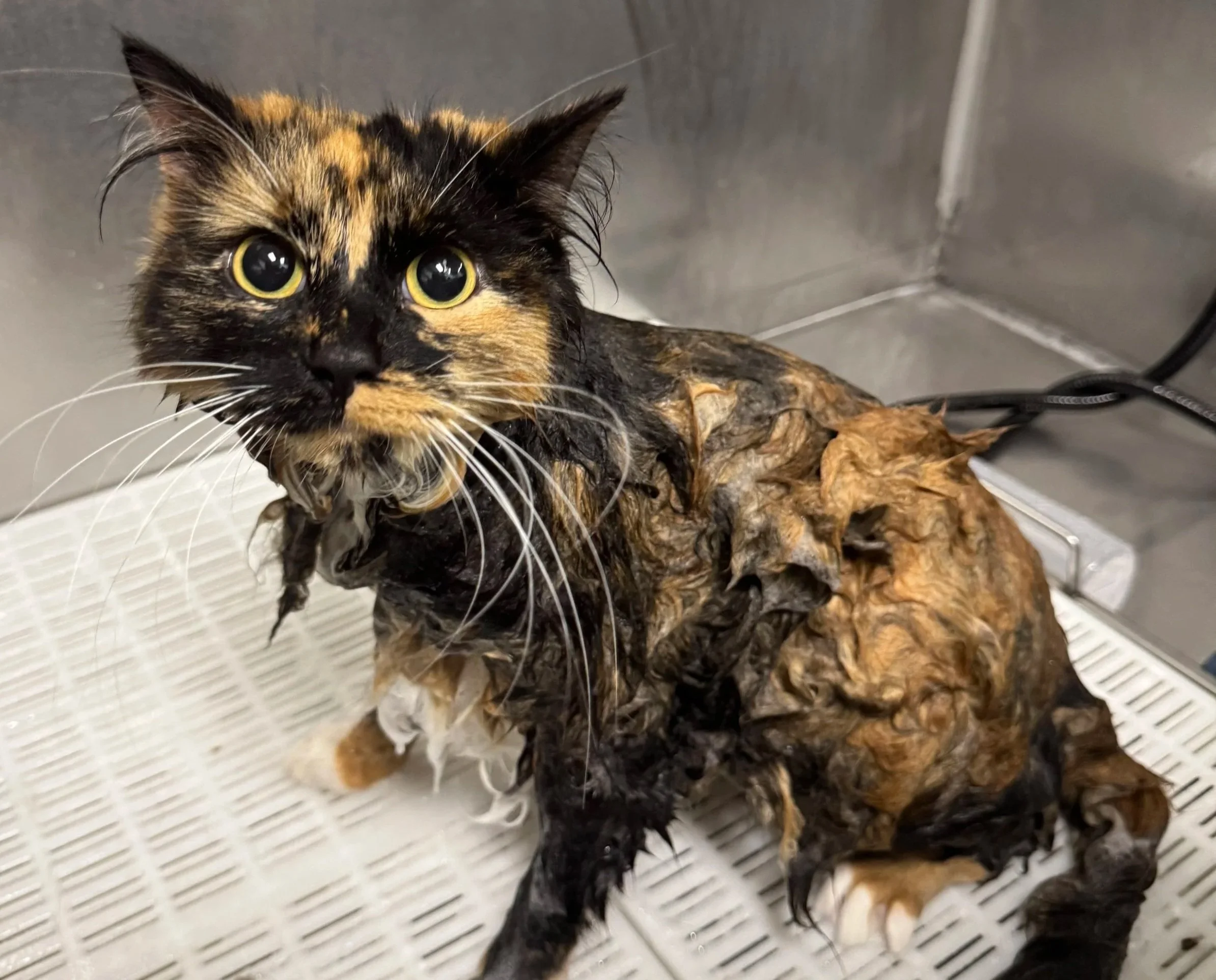 A calico cat being bathed in a de-greasing bath, removing dandruff.