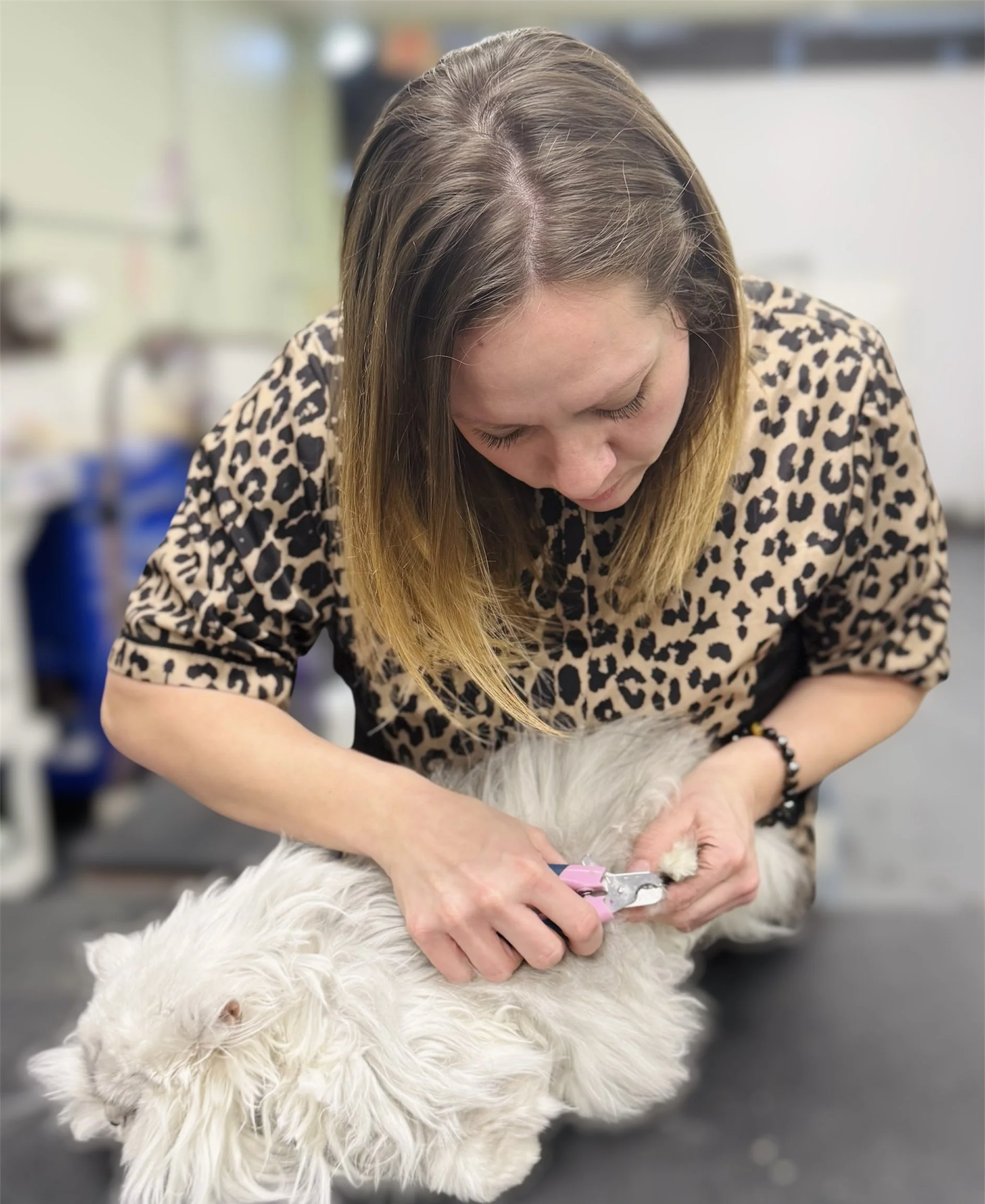 Certified Feline Master Groomer, trained in safe cat handling.