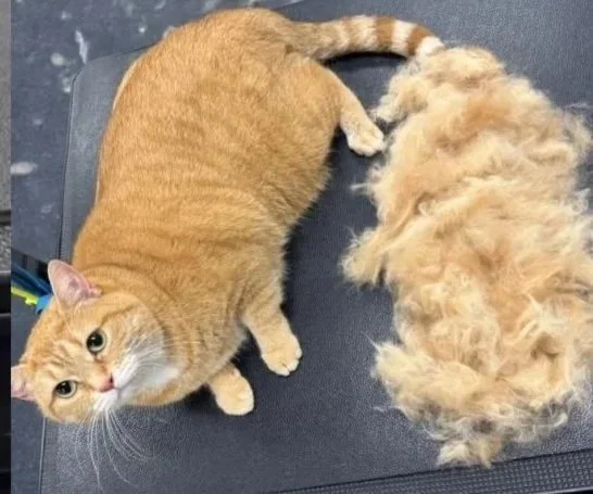 An orange tabby cat after a good de-shedding.