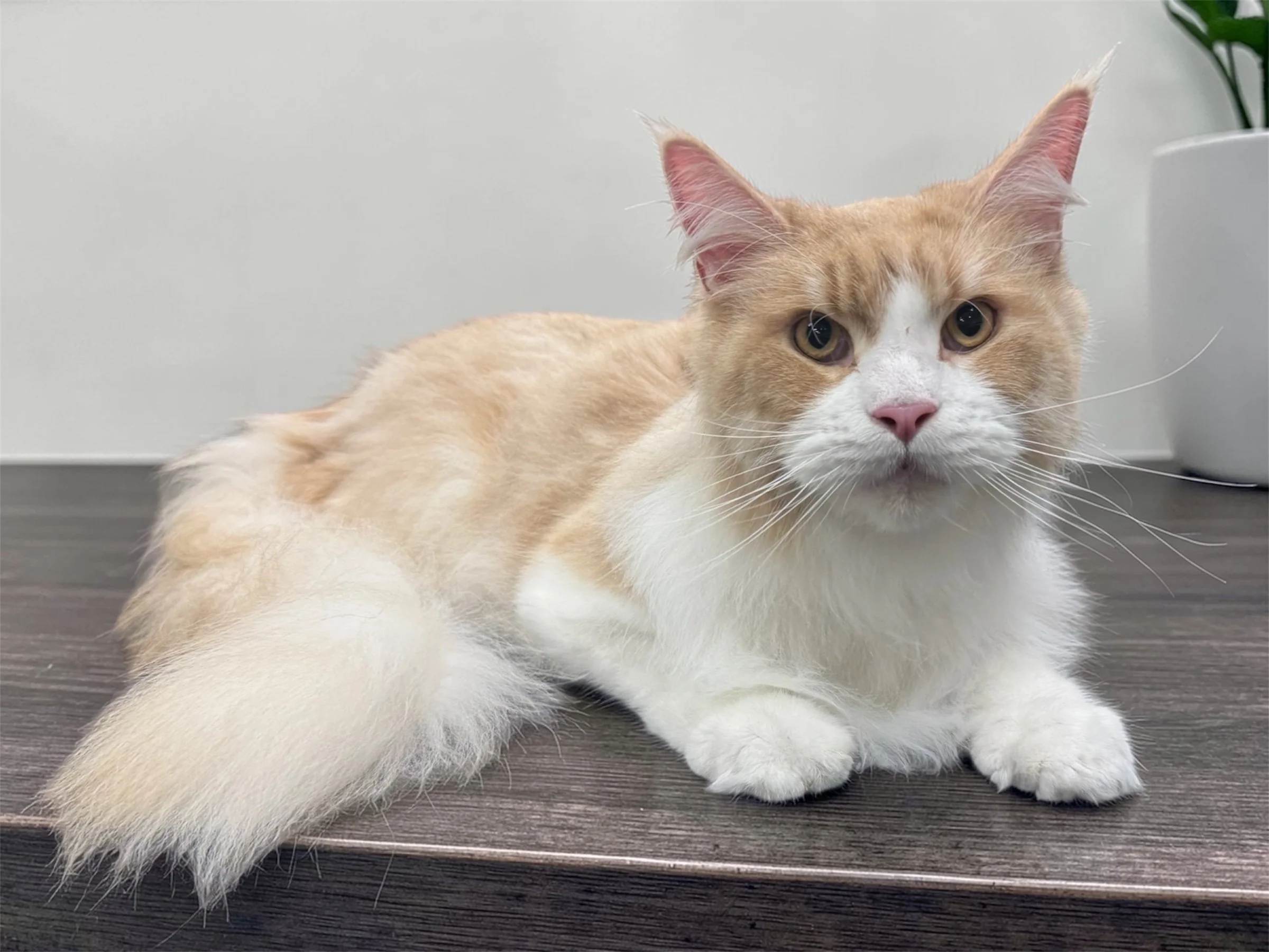 A Maine Coon after a de-shedding bath,