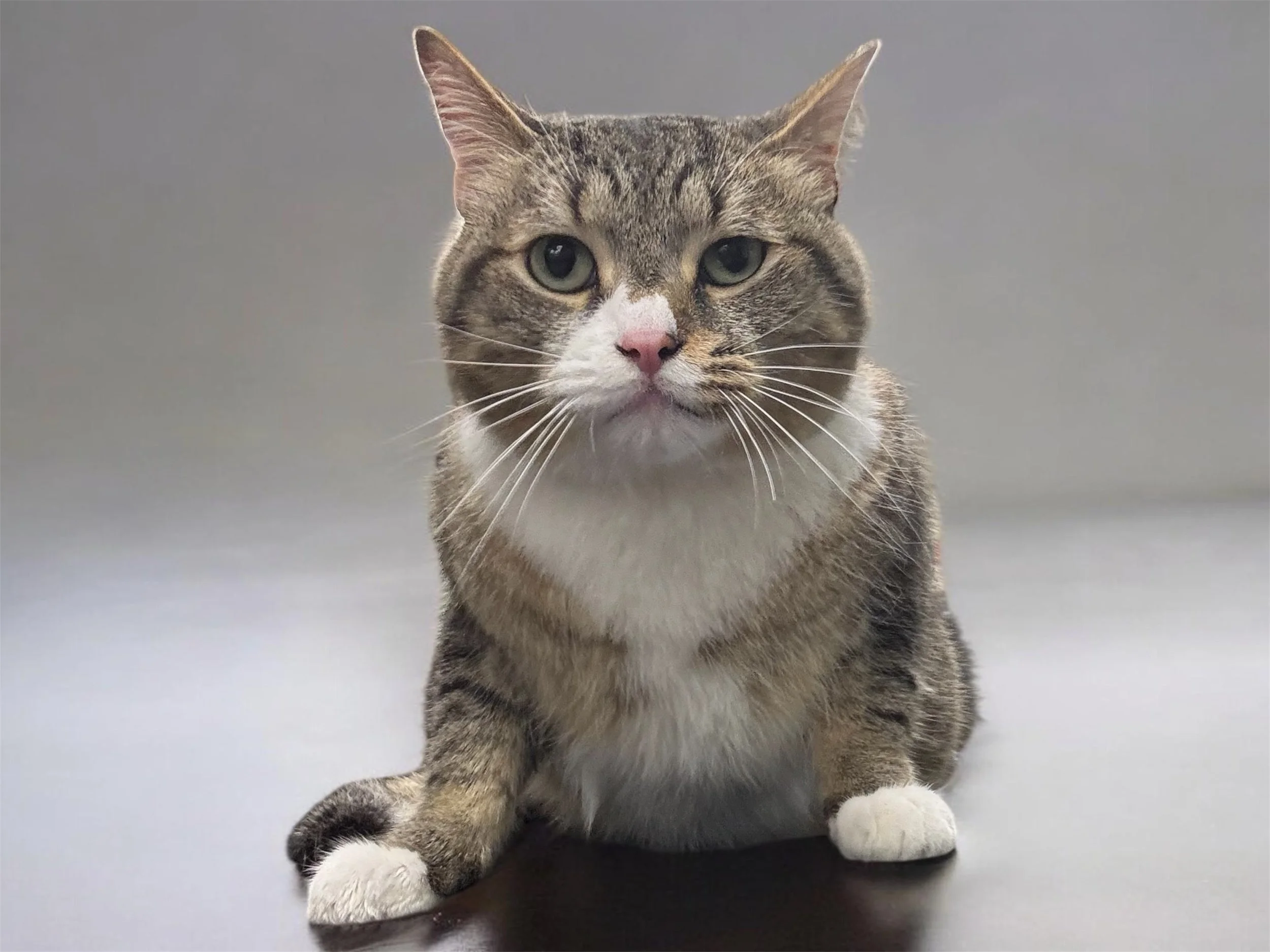 A tabby cat with white paws and a white chest after a de-shedding bath.