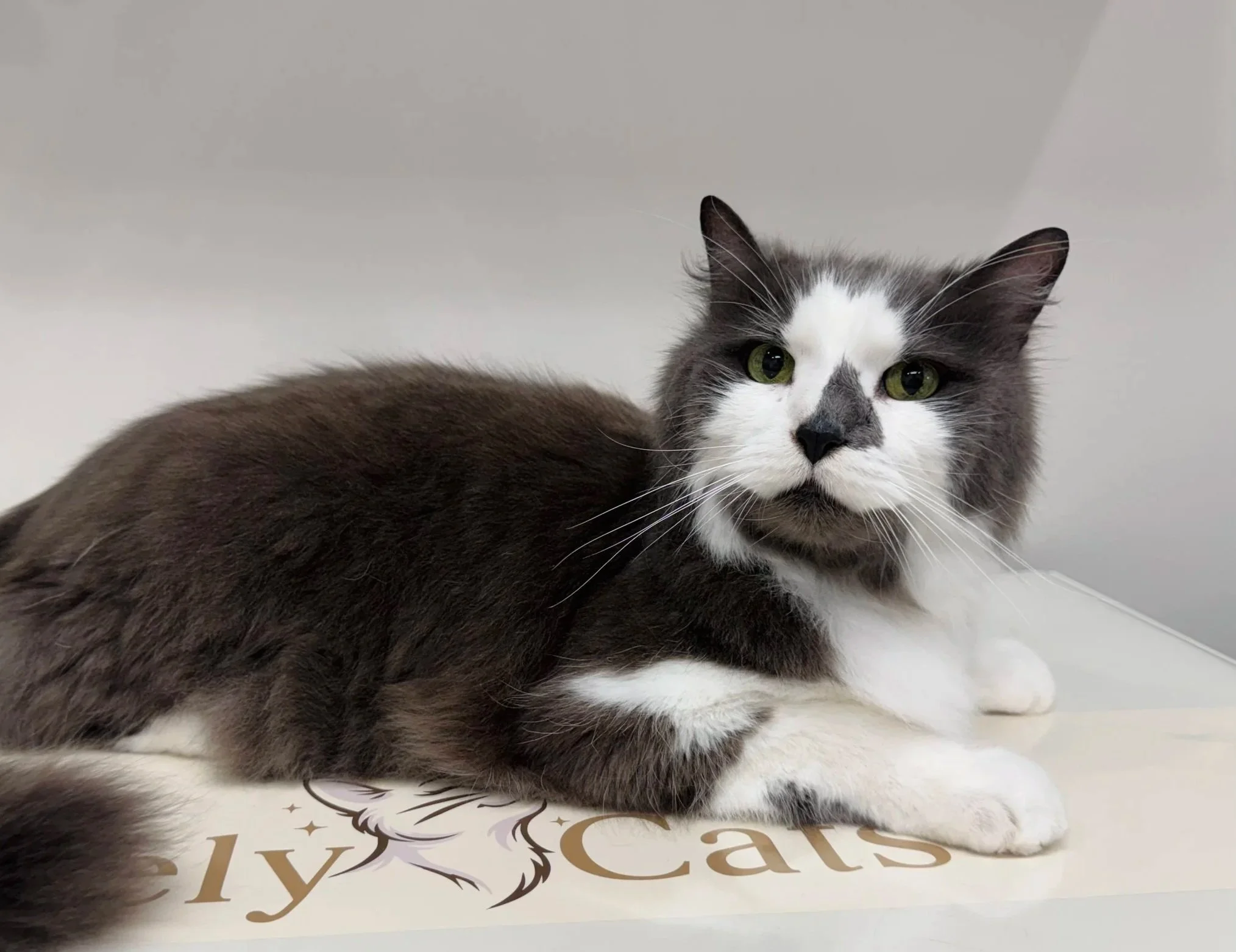 A gray and white cat with green eyes lying on a surface with a decorative pattern and text.