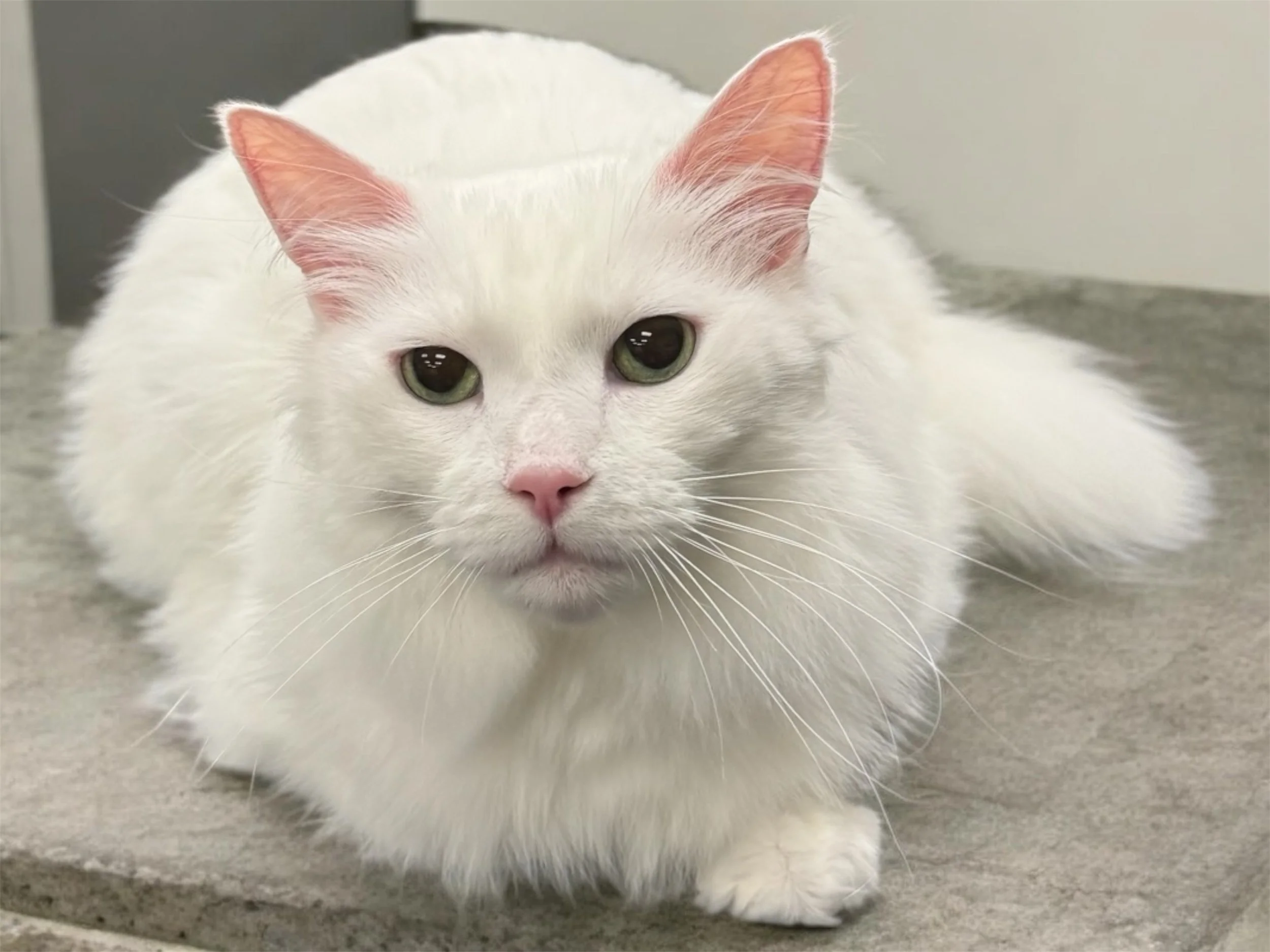 Turkish Angora after grooming in Clinton Township, MI.