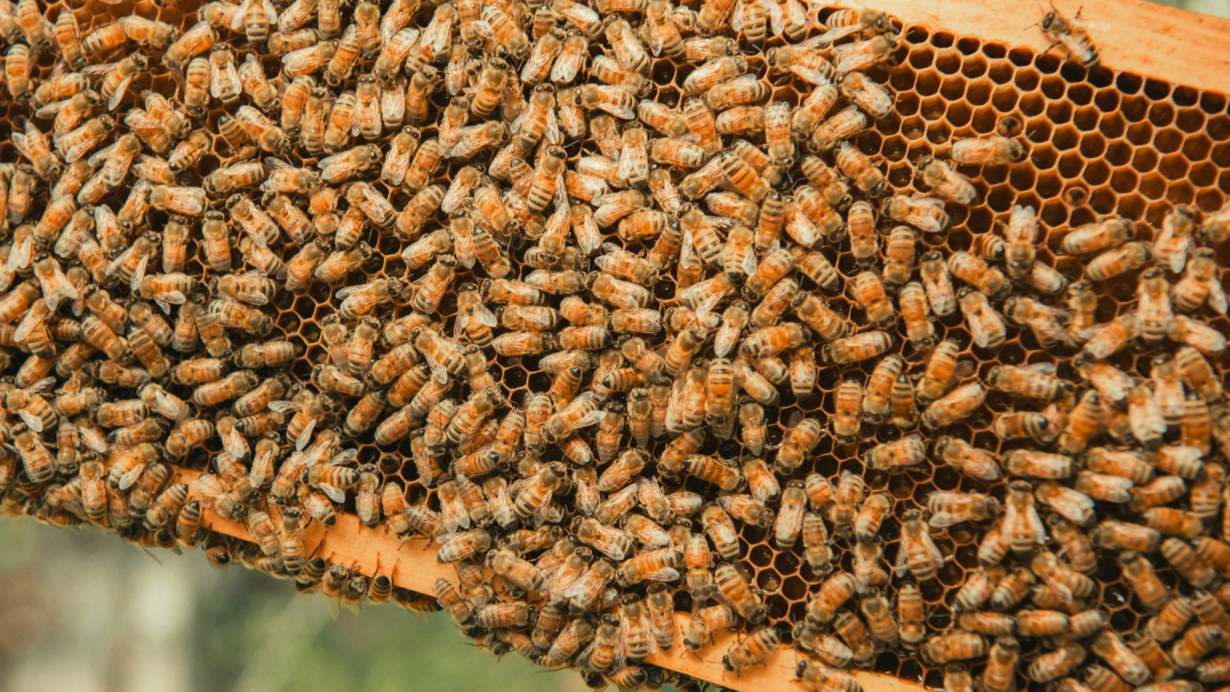 Honey bees on honey comb.