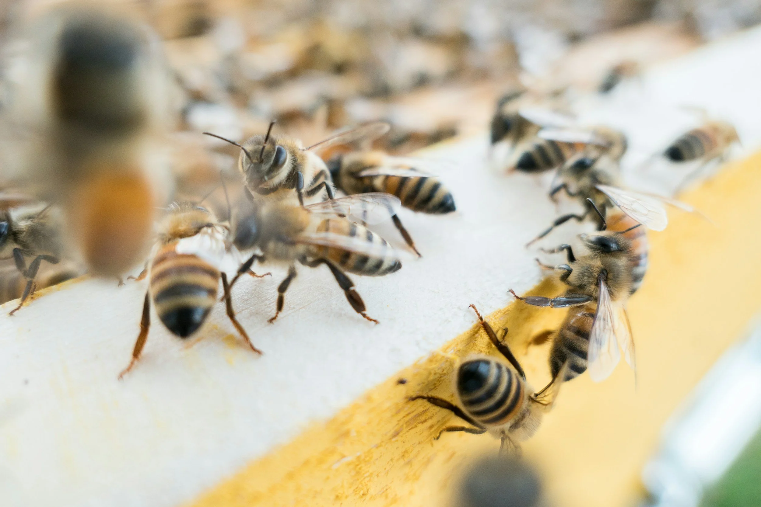 Honey bees on a white surface.