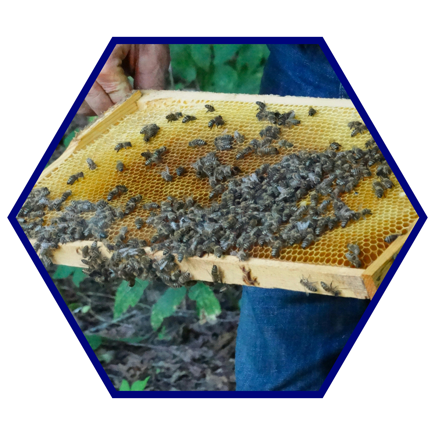 A person holding a bee hive.