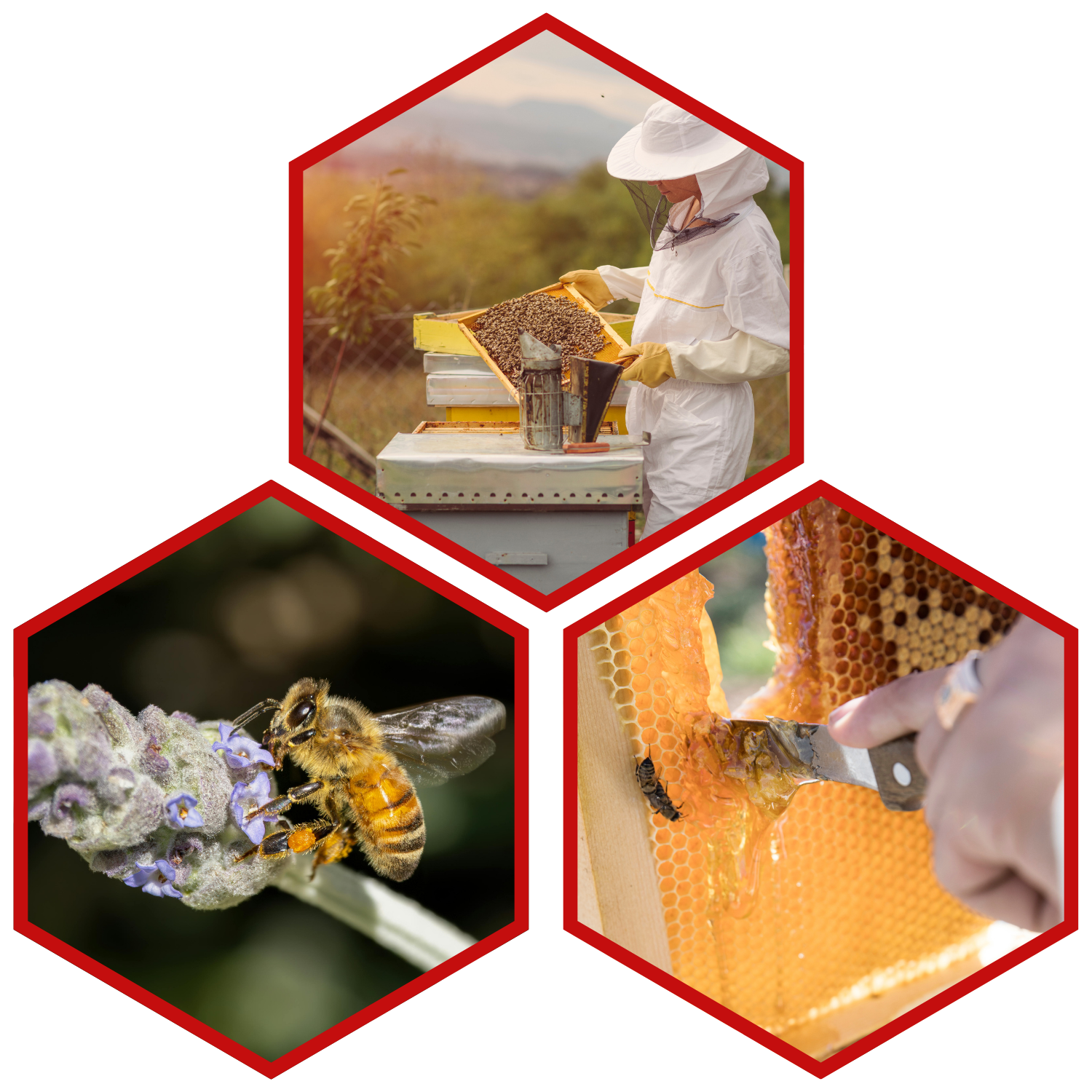 Various images; 1. A beekeeper next to a hive. 2. A bee on a lavender bud. 3. A hand using a knife to cut honey comb.