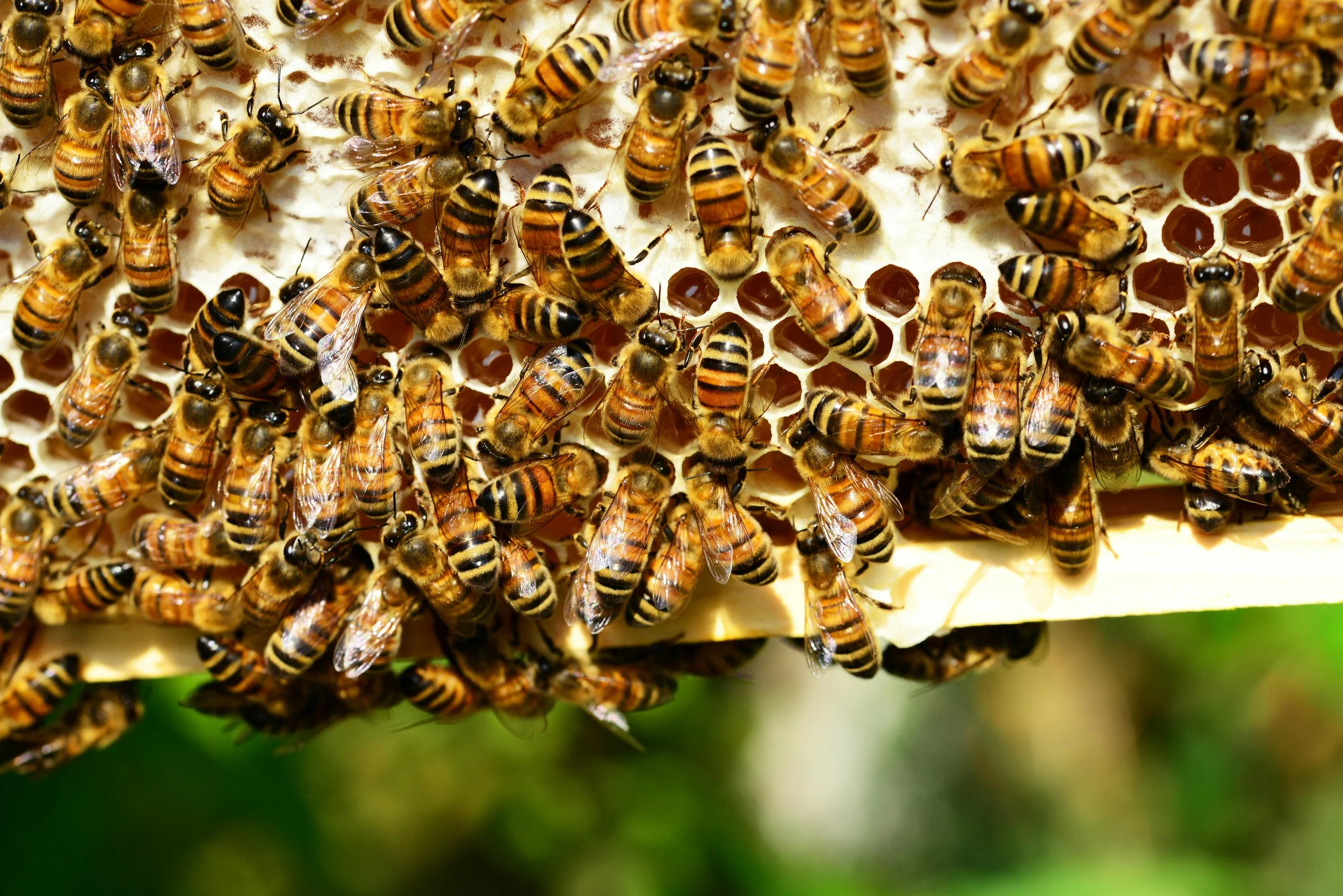 Honey bees on a honey comb.