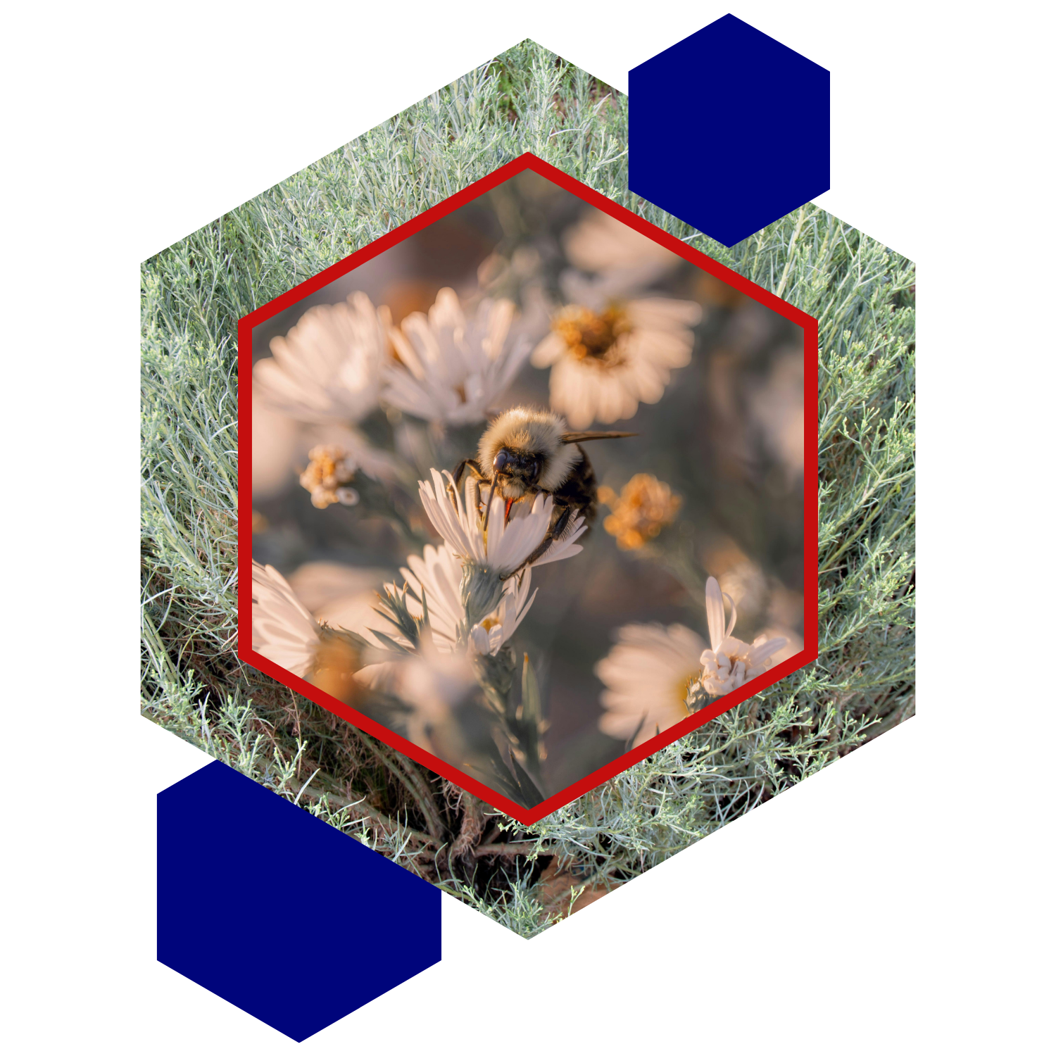 A honey bee on a white flower.