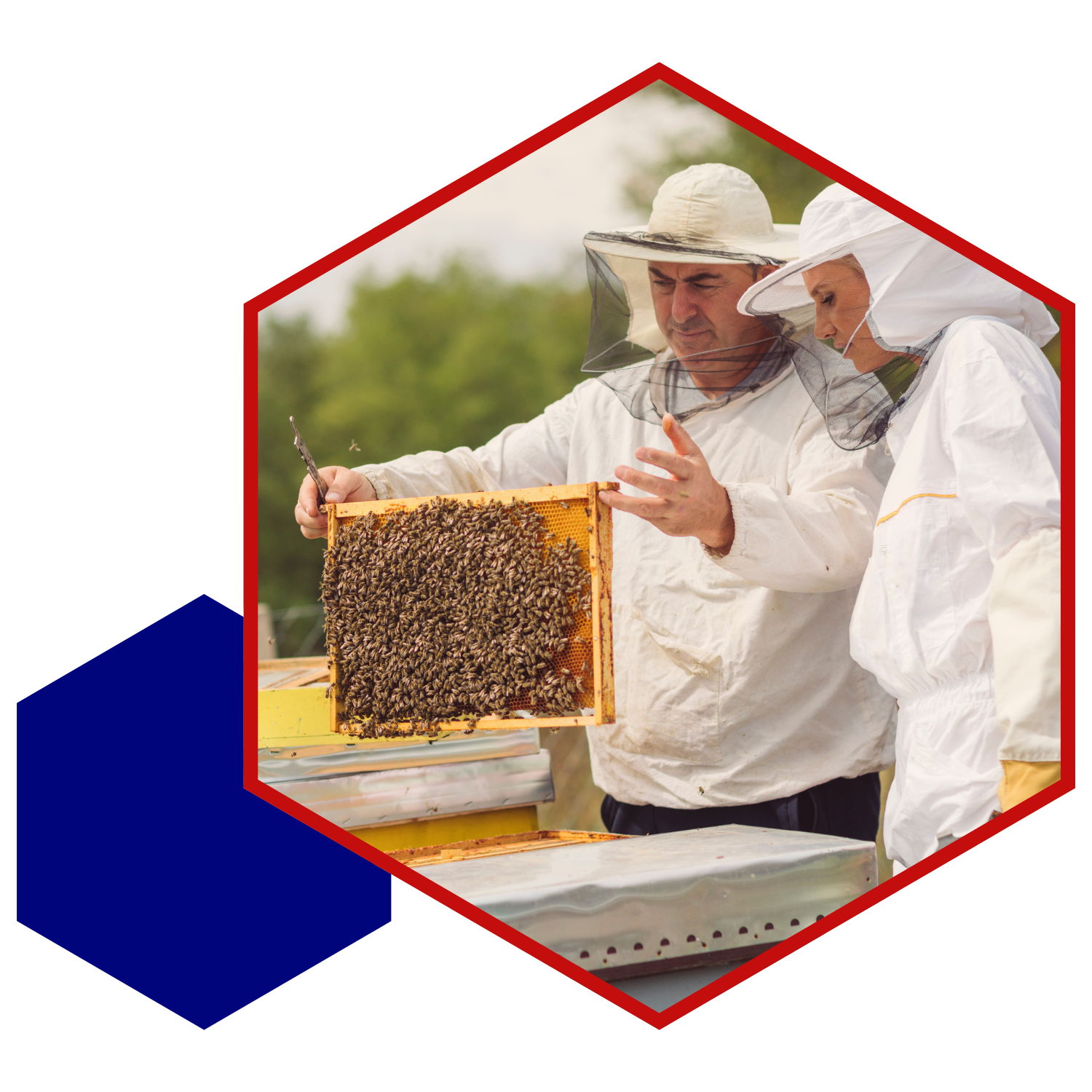 Who beekeepers working on a bee hive.