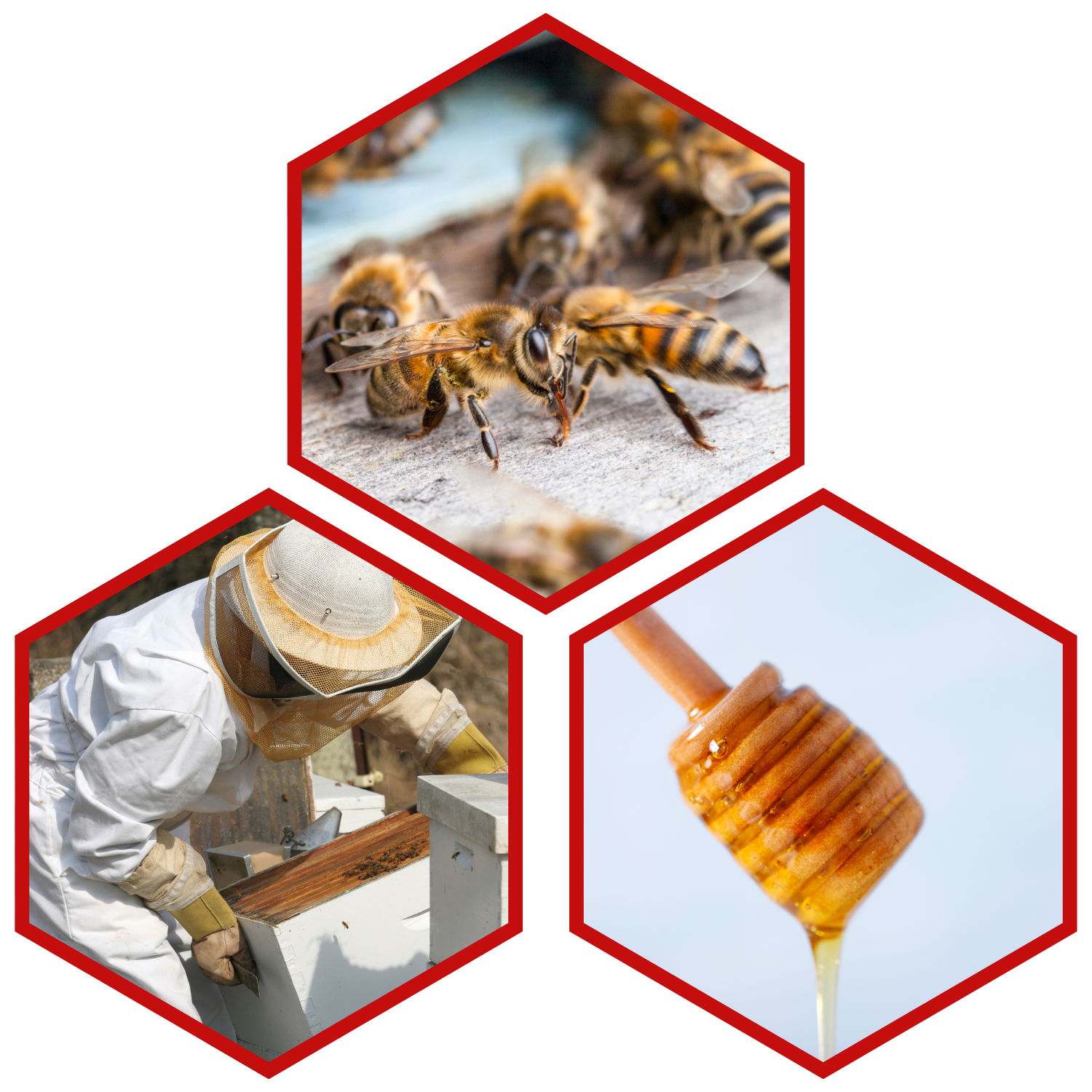 Various images; 1. Bees on a hive. 2. A beekeeper working on a hive. 3. A honey stick.