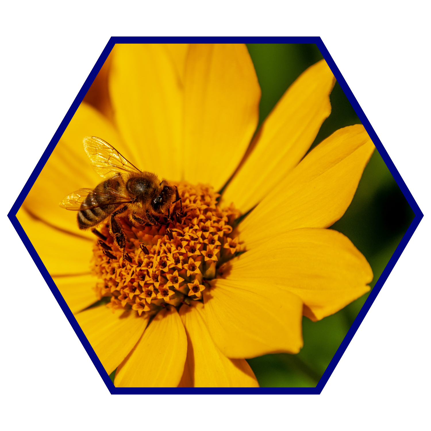 A bee on a yellow flower.