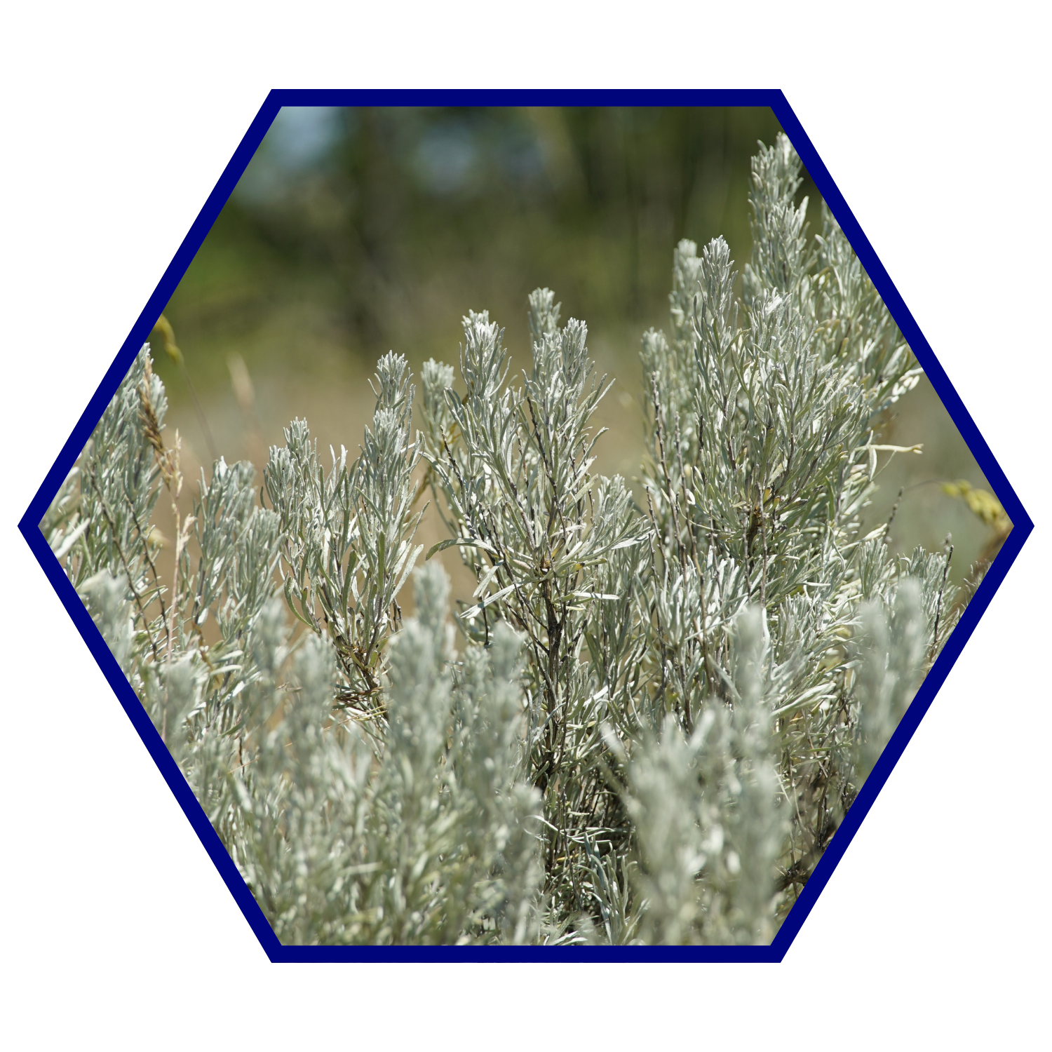 Sage brush