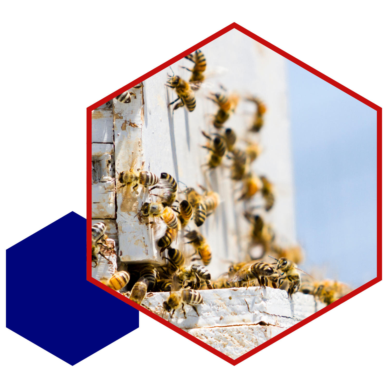 Bees on a white hive.