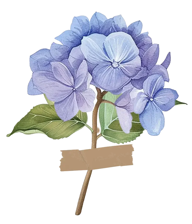 A watercolor illustration of a purple hydrangea flower with green leaves and a brown stem.