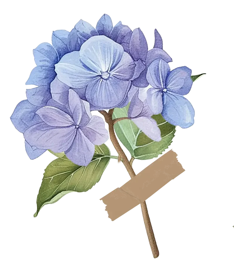 Watercolor illustration of a purple hydrangea flower with green leaves and a brown stem.