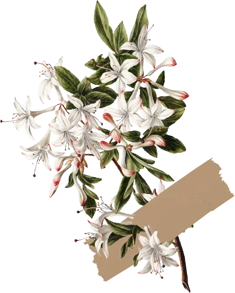 A bunch of white lilies with green leaves and red-tipped petals, tied with a brown paper band.
