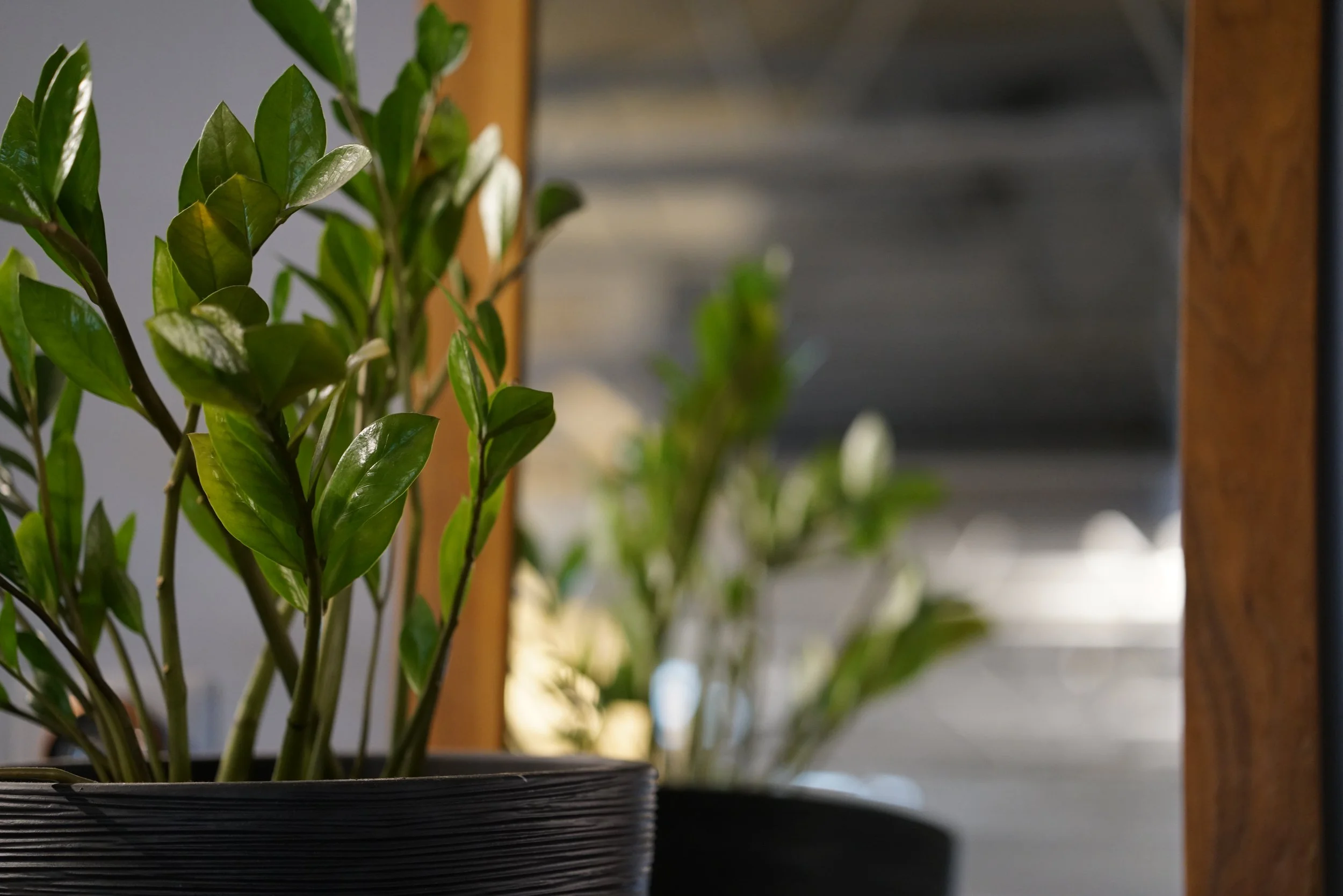 Close-up of a potted green plant with shiny leaves, indoors near a wooden furniture piece.