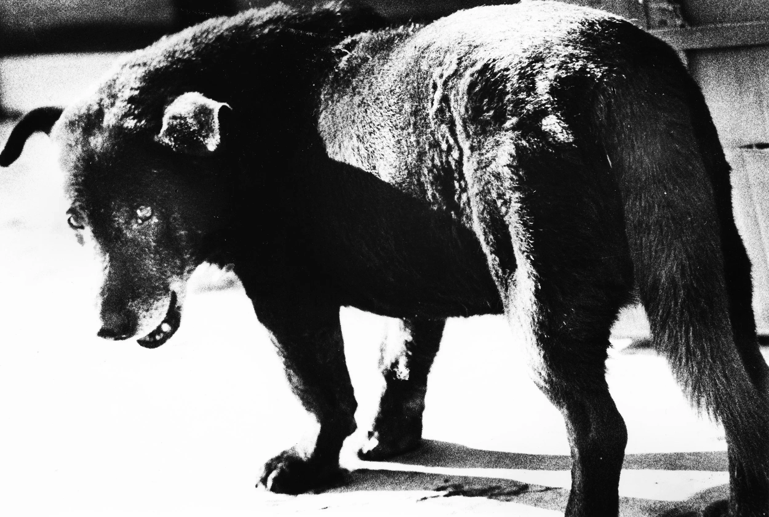 Daido Moriyama: Lettres d'Amour à la Photographie | The Henri Cartier-Bresson Foundation