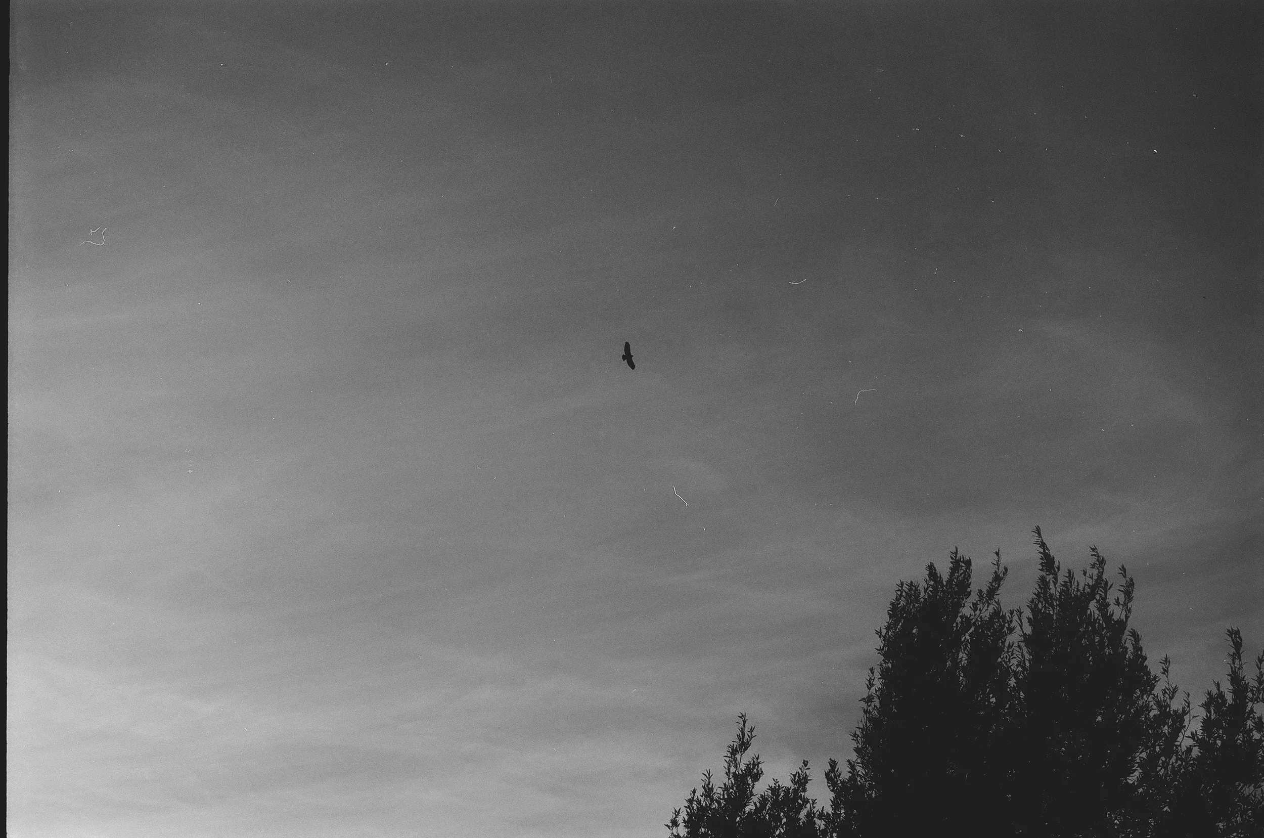 How Park Chan-wook Disrupts Religiosity in Korea through Verticality