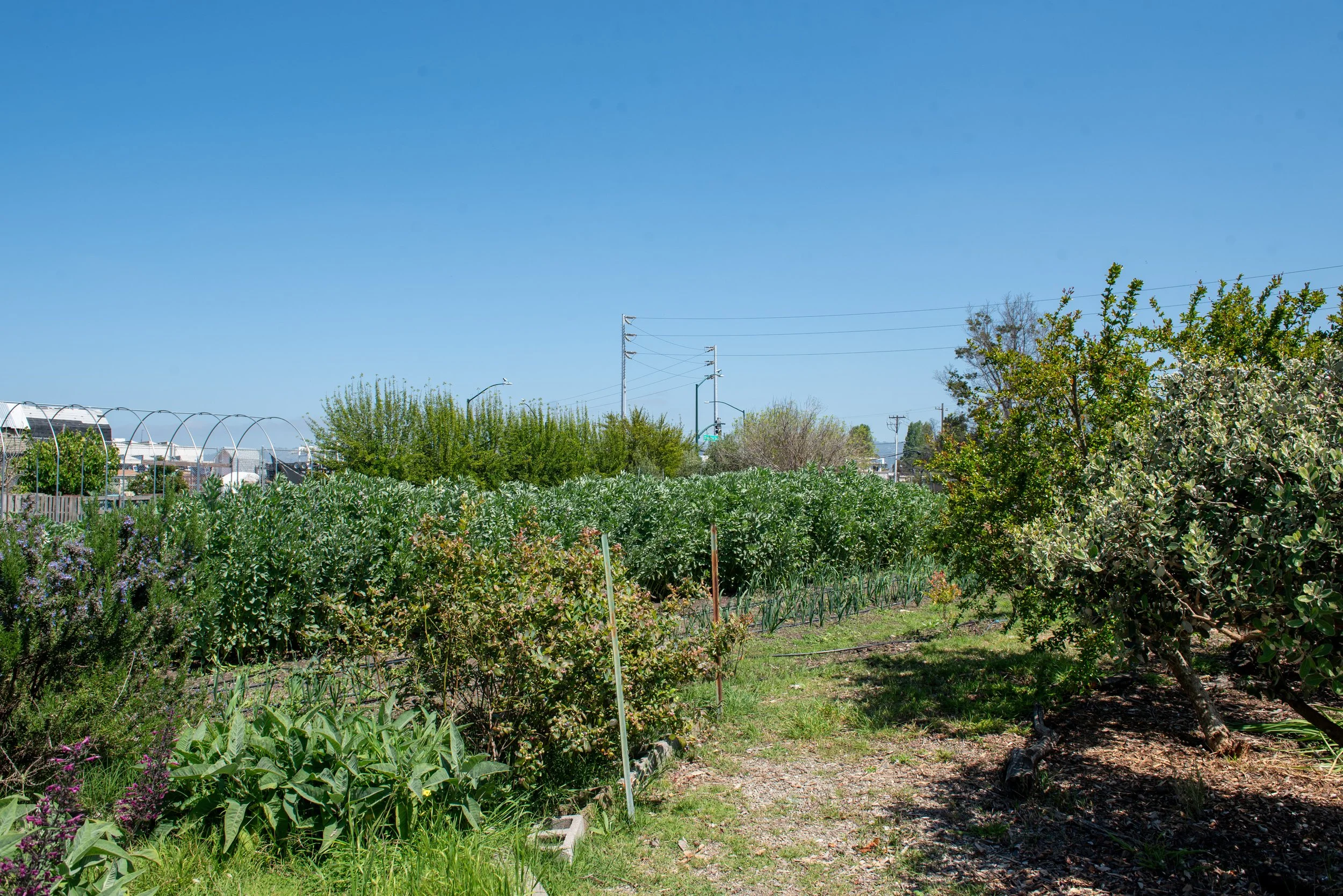 Social Media Campaign