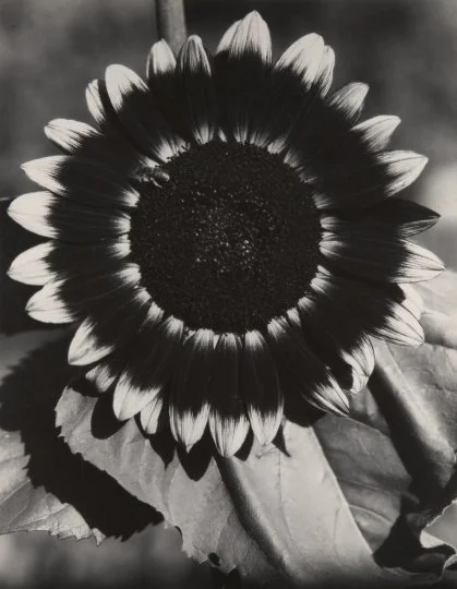 Edward Steichen and the Garden | George Eastman Museum