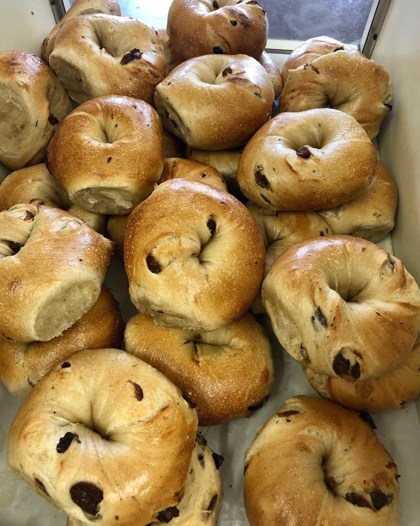 A tray of freshly baked bagels with chocolate chips.