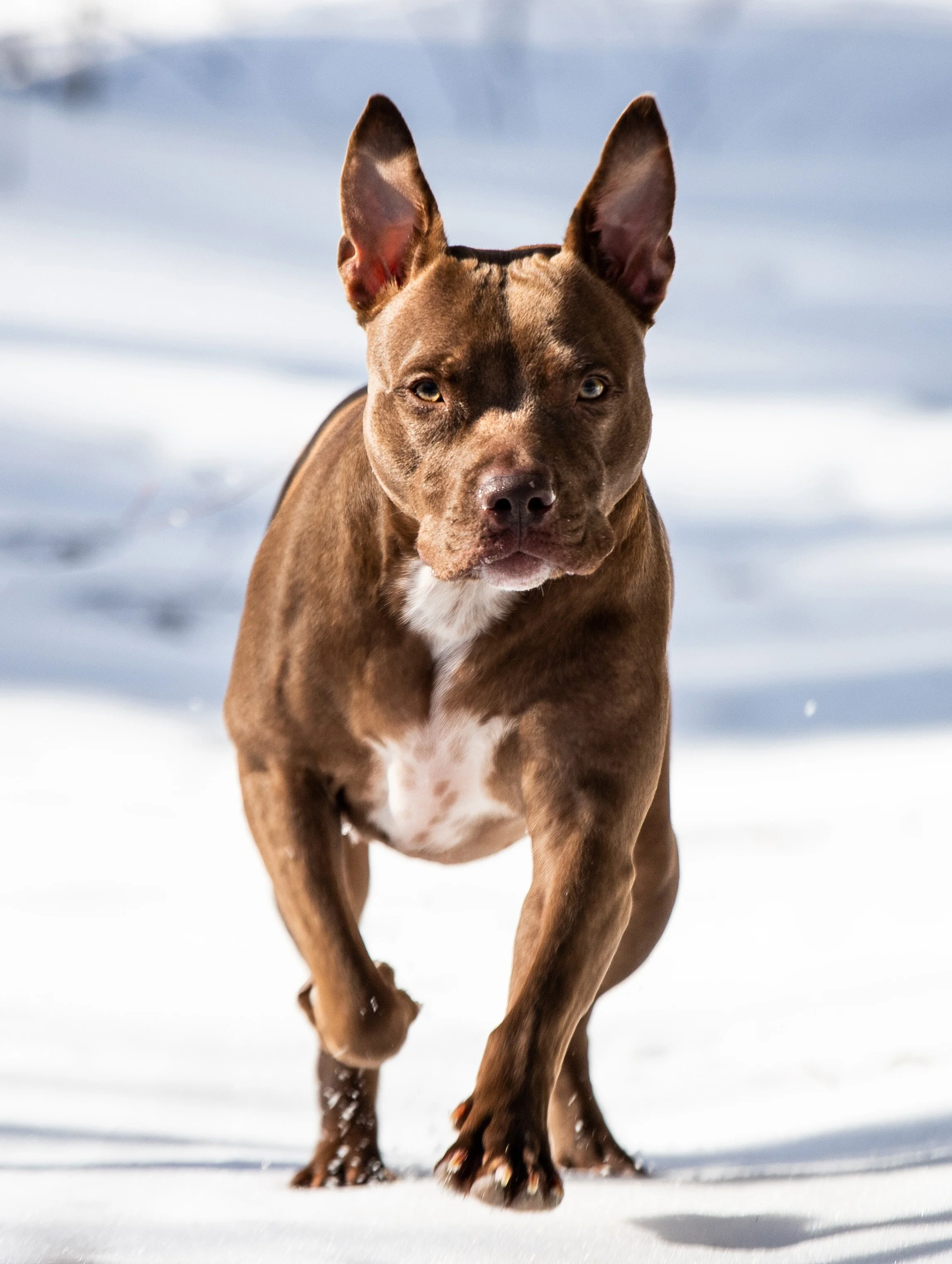 A brown dog with pointed ears running on snow with a focused expression.
