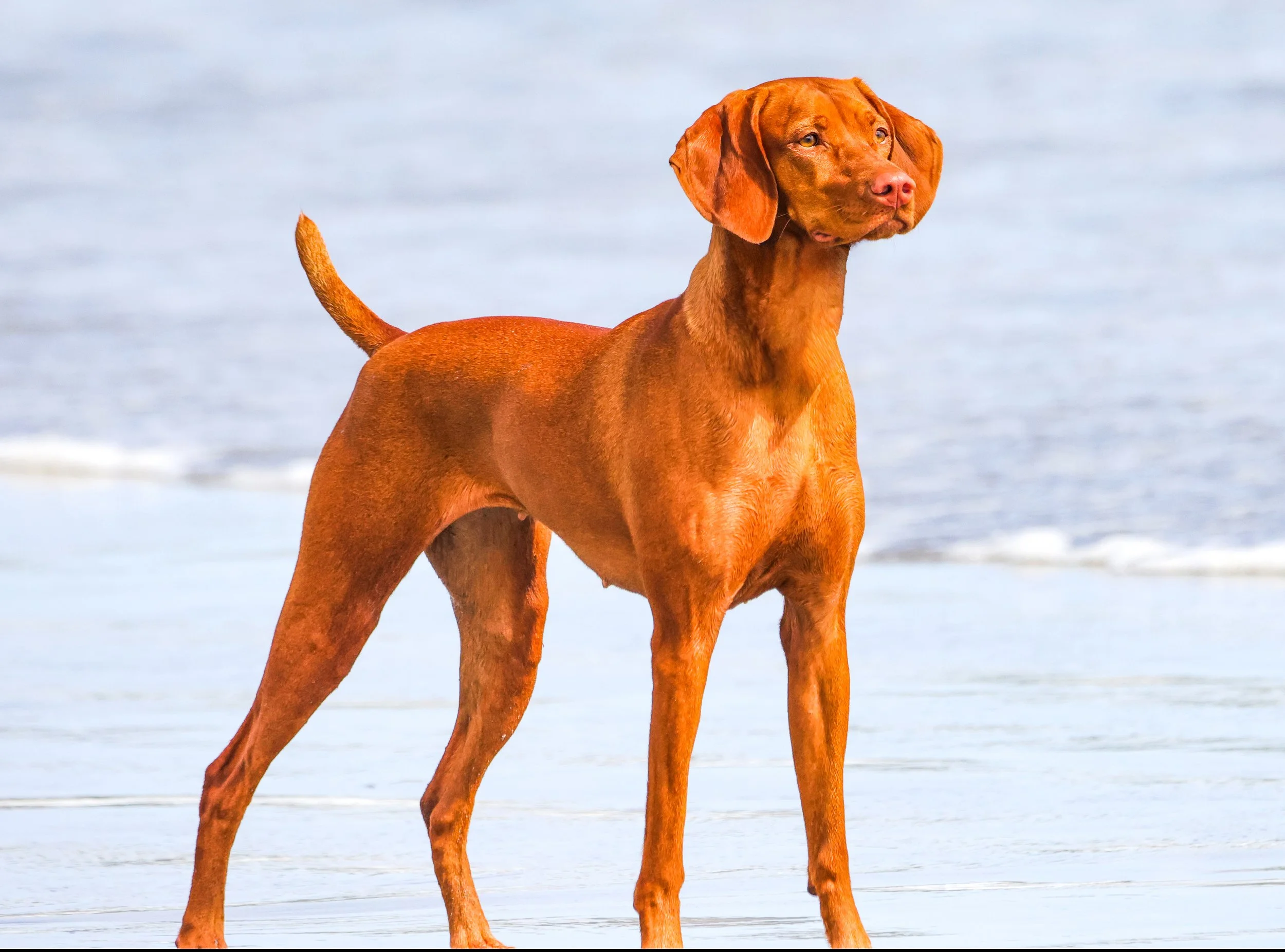 037A1262 copy43 copy.jpg