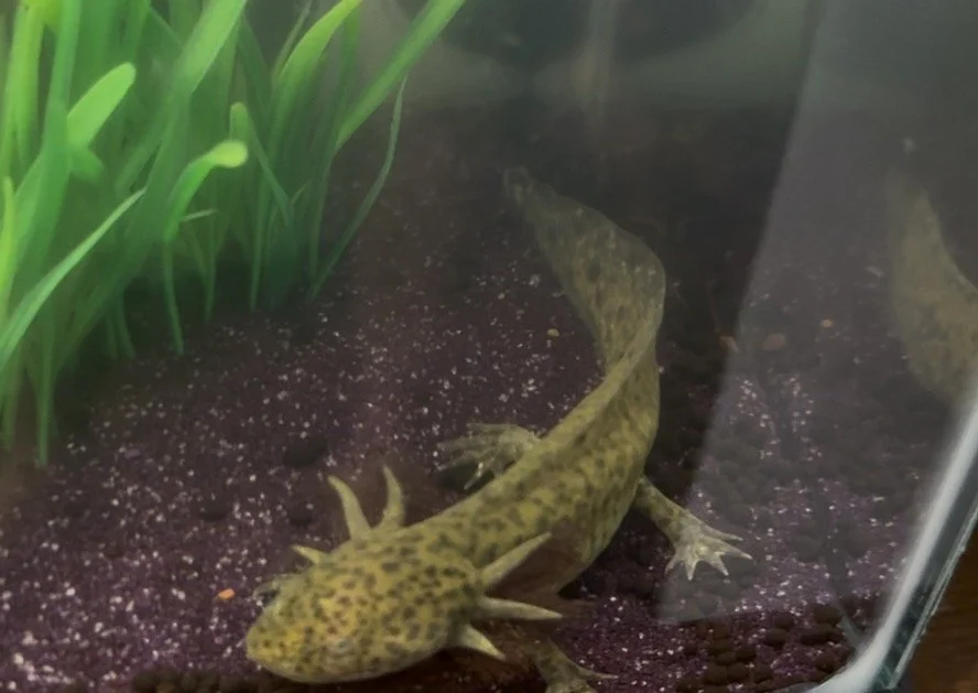 AXOLOTL - 6 Months - TANK F