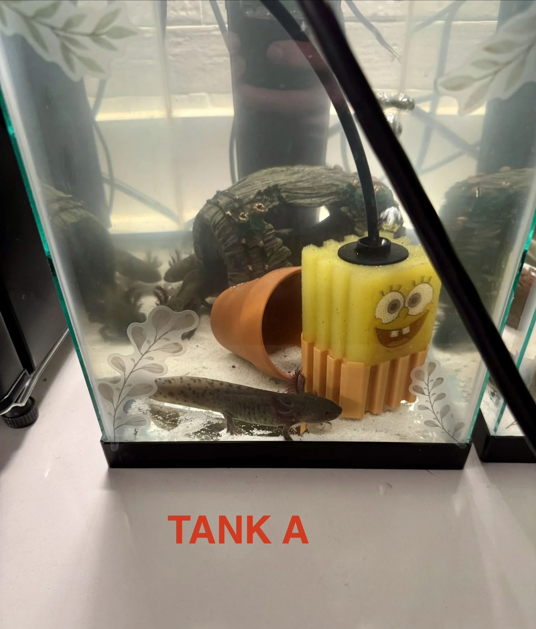 AXOLOTL - 6 Months - TANK A