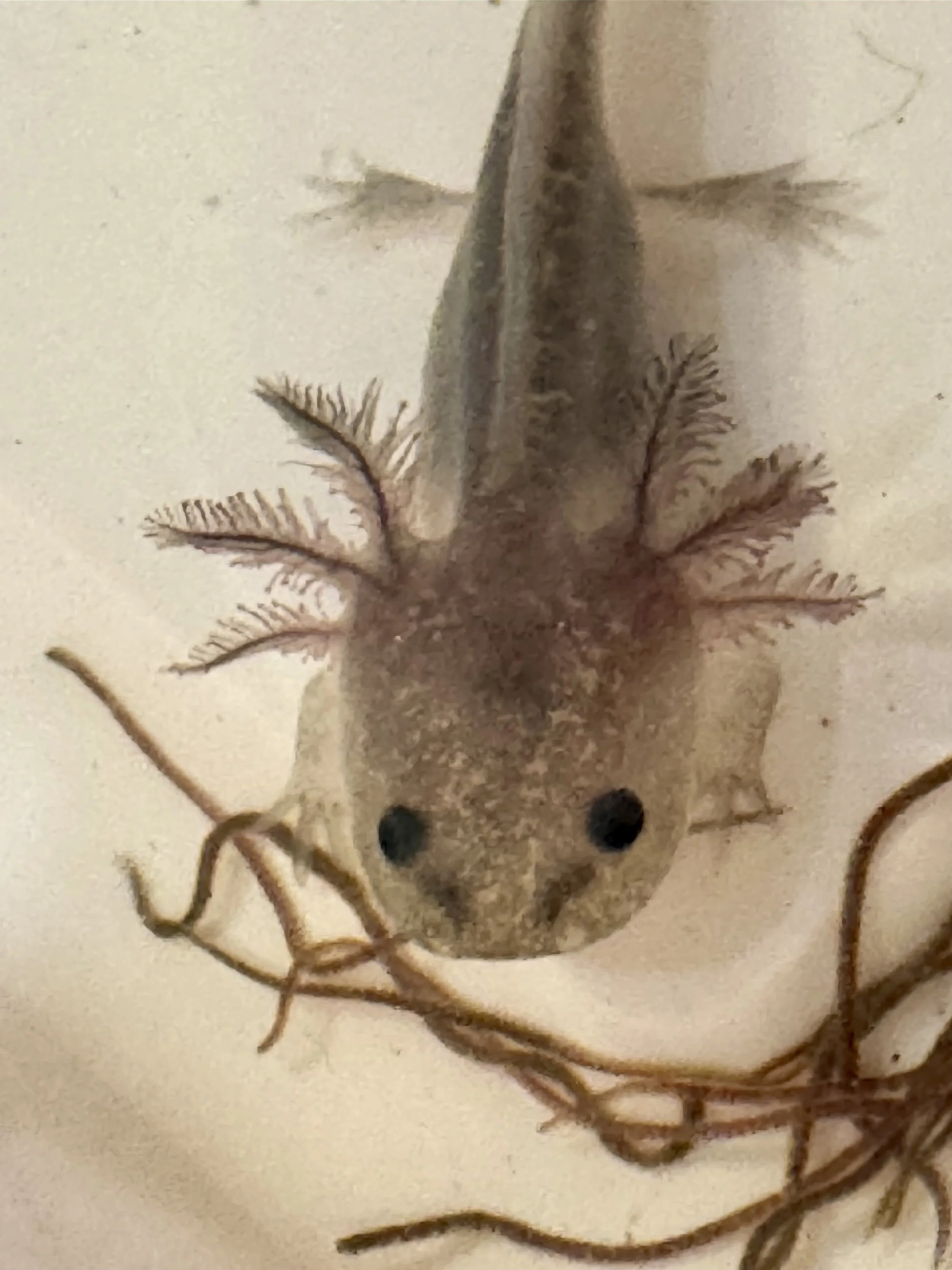 A small beige axolotl with black eyes sitting among brown decorative twigs on a white surface.