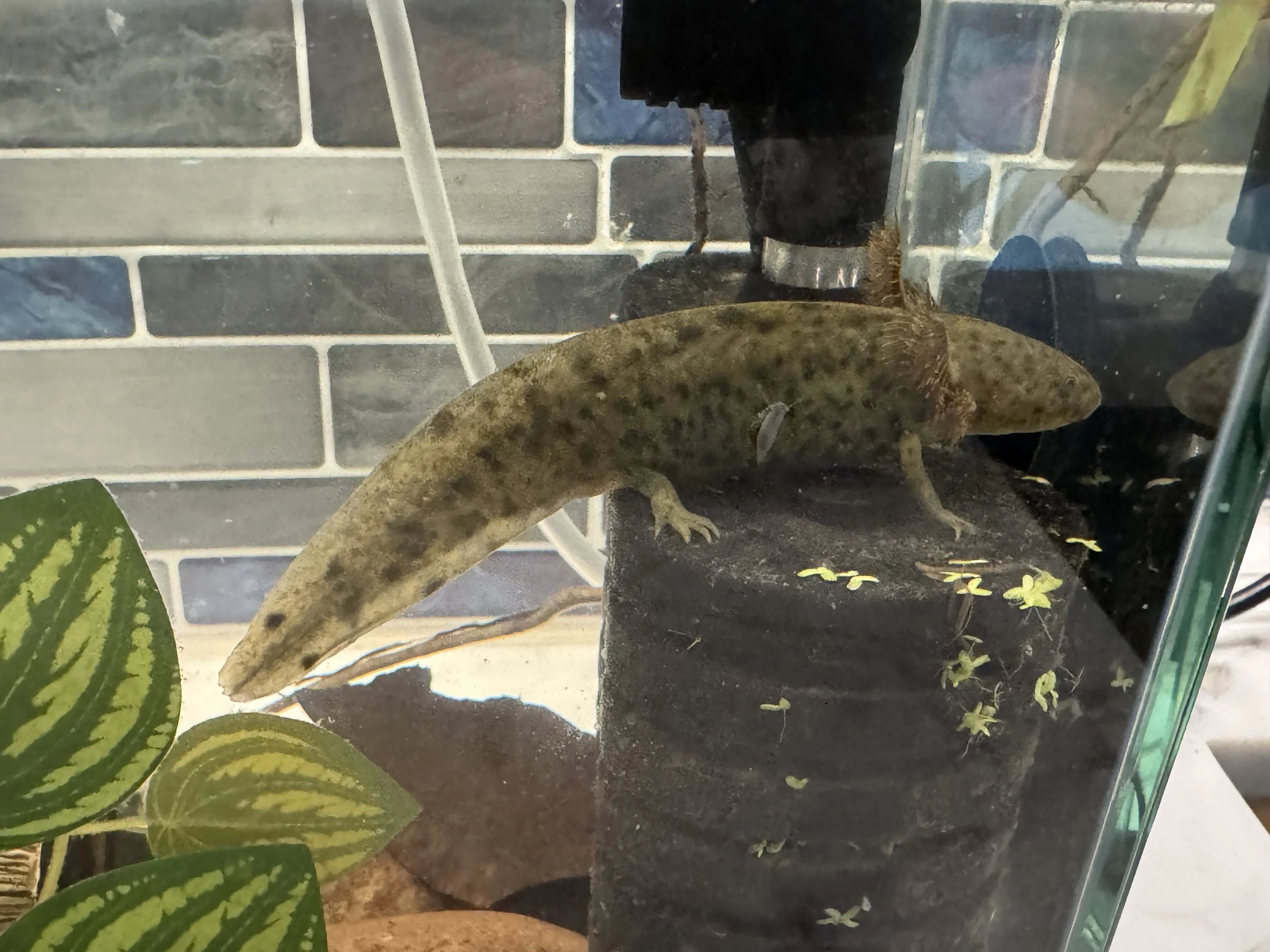 A lizard with brown and yellow markings on its body, clinging to a rock inside a glass terrarium with a black background. There are green and yellow plants at the bottom left corner and some small yellow leaves scattered on the ground.