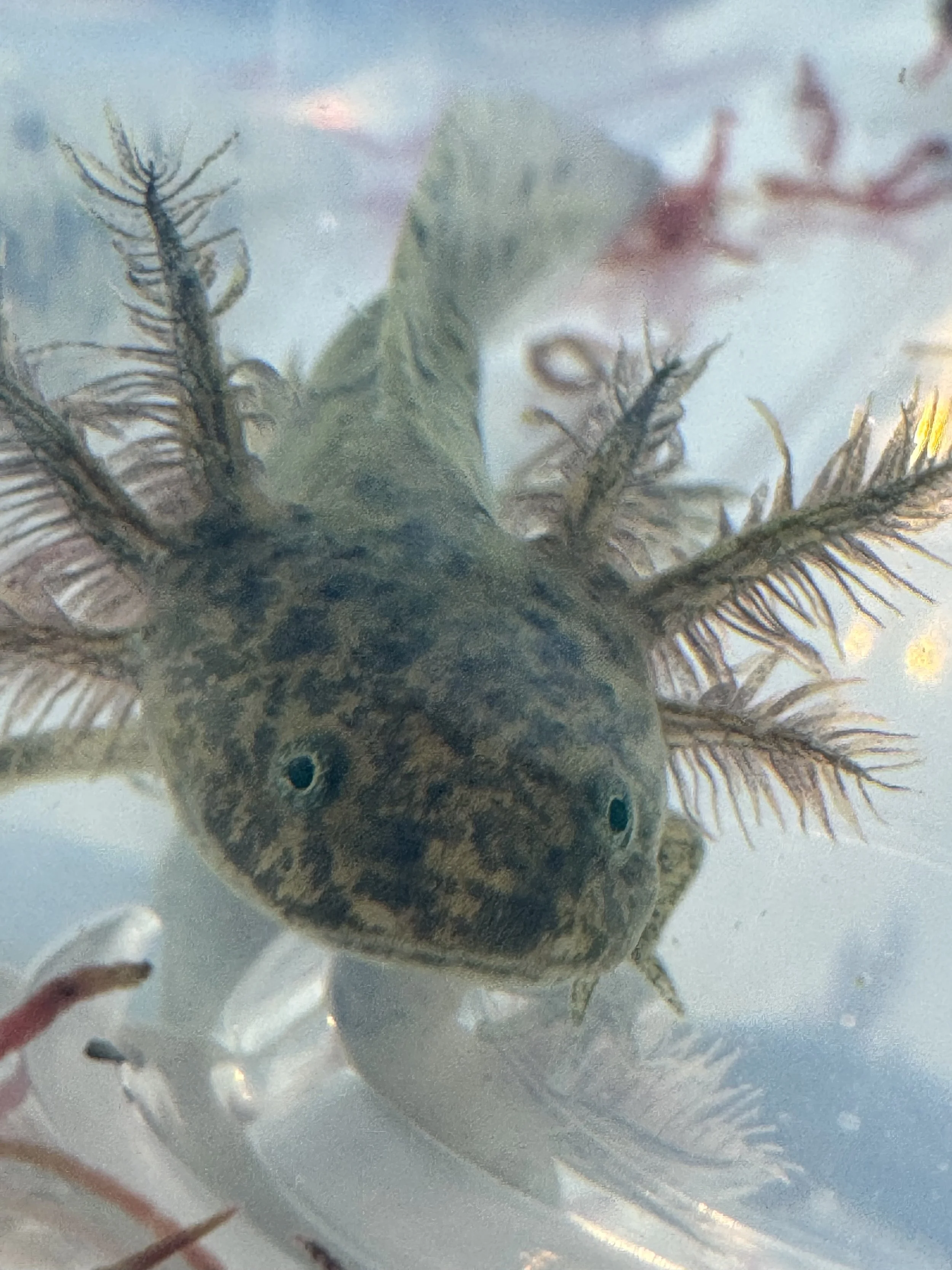 A close-up of baby axolotl in an aquarium or tank, with clear bodies and distinct fins.
