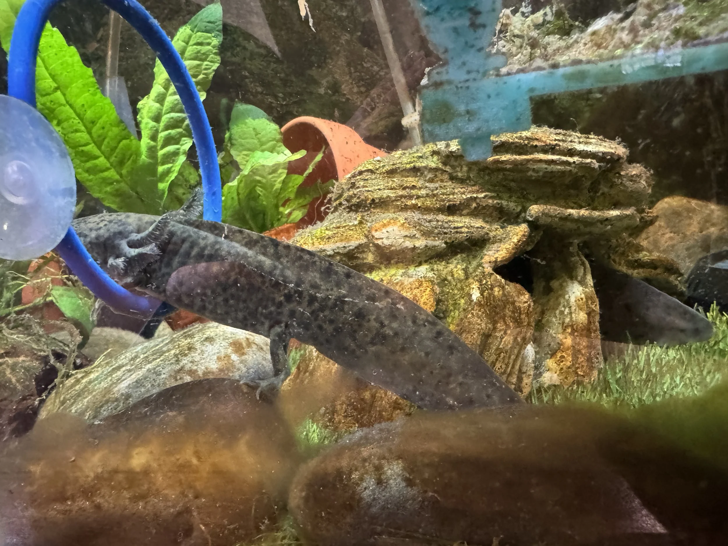Close-up view of rocks, green plants, and a clay pot under water.