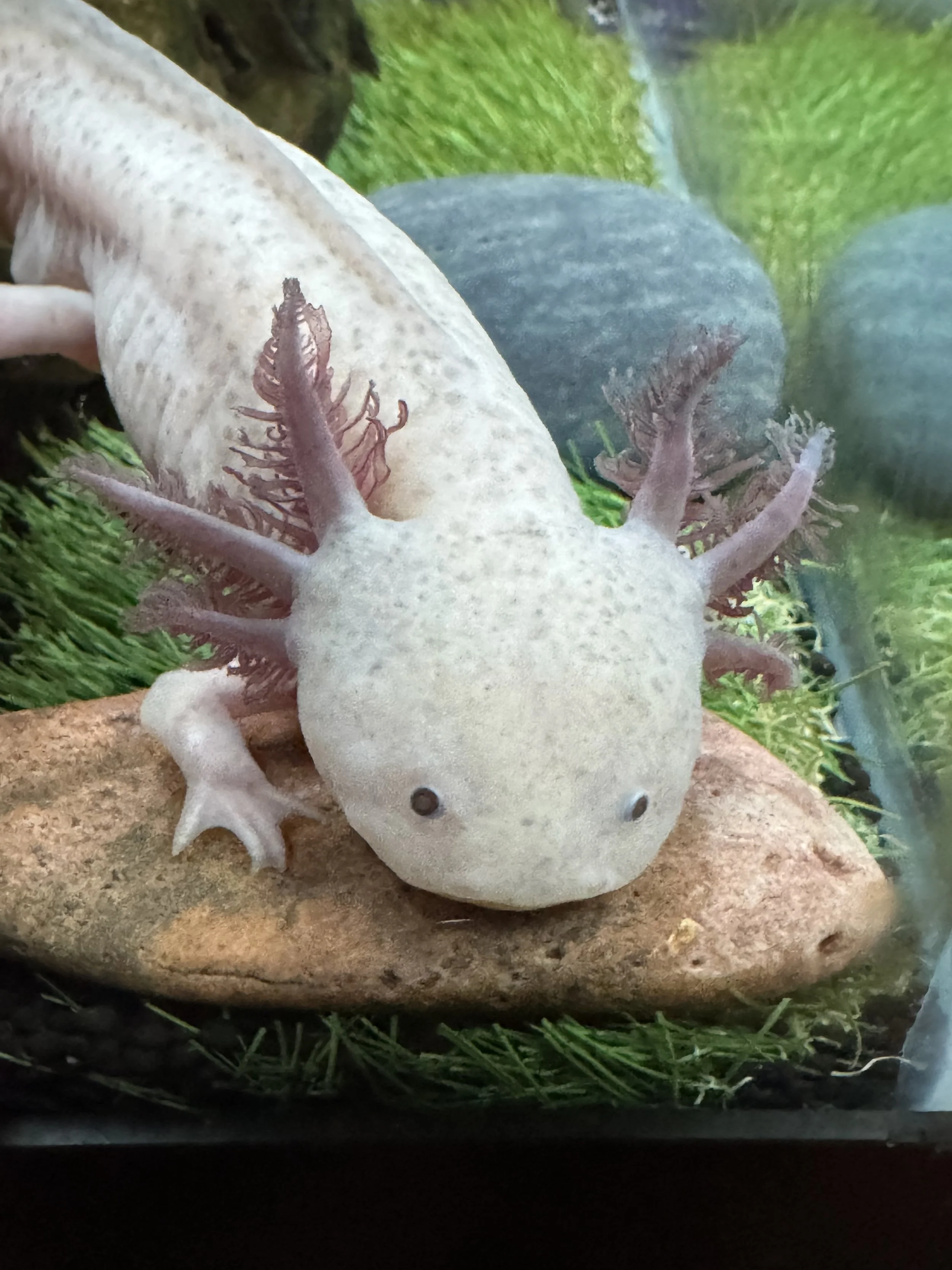 A close-up view of a white gecko with purple accents on its limbs and tail, resting on a rock with greenery in the background.
