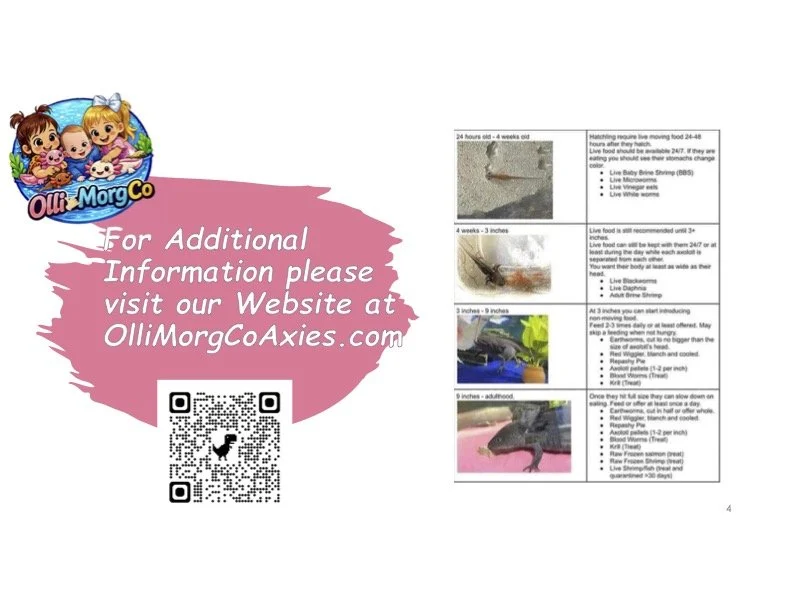 A digital page featuring a colorful logo of three children with animals and a pink speech bubble with white text inviting to visit OlliMorgCoAxies.com for more information, alongside a QR code. To the right, a column with images and text describing fish and aquatic animals at different stages of growth.