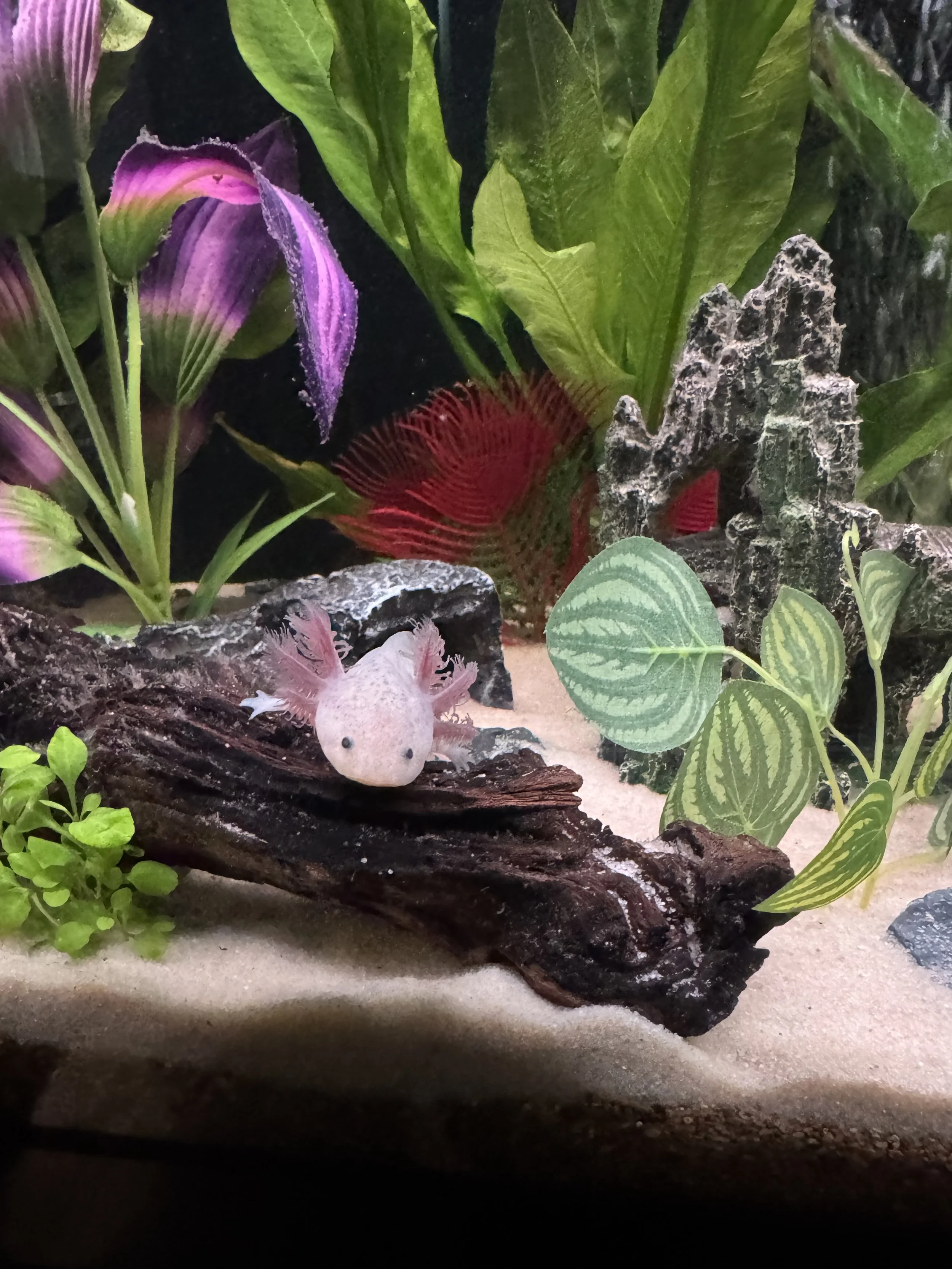An underwater scene in a terrarium with rocks, various green plants, and a pinkish-white axolotl with frilly gills resting on a piece of driftwood.
