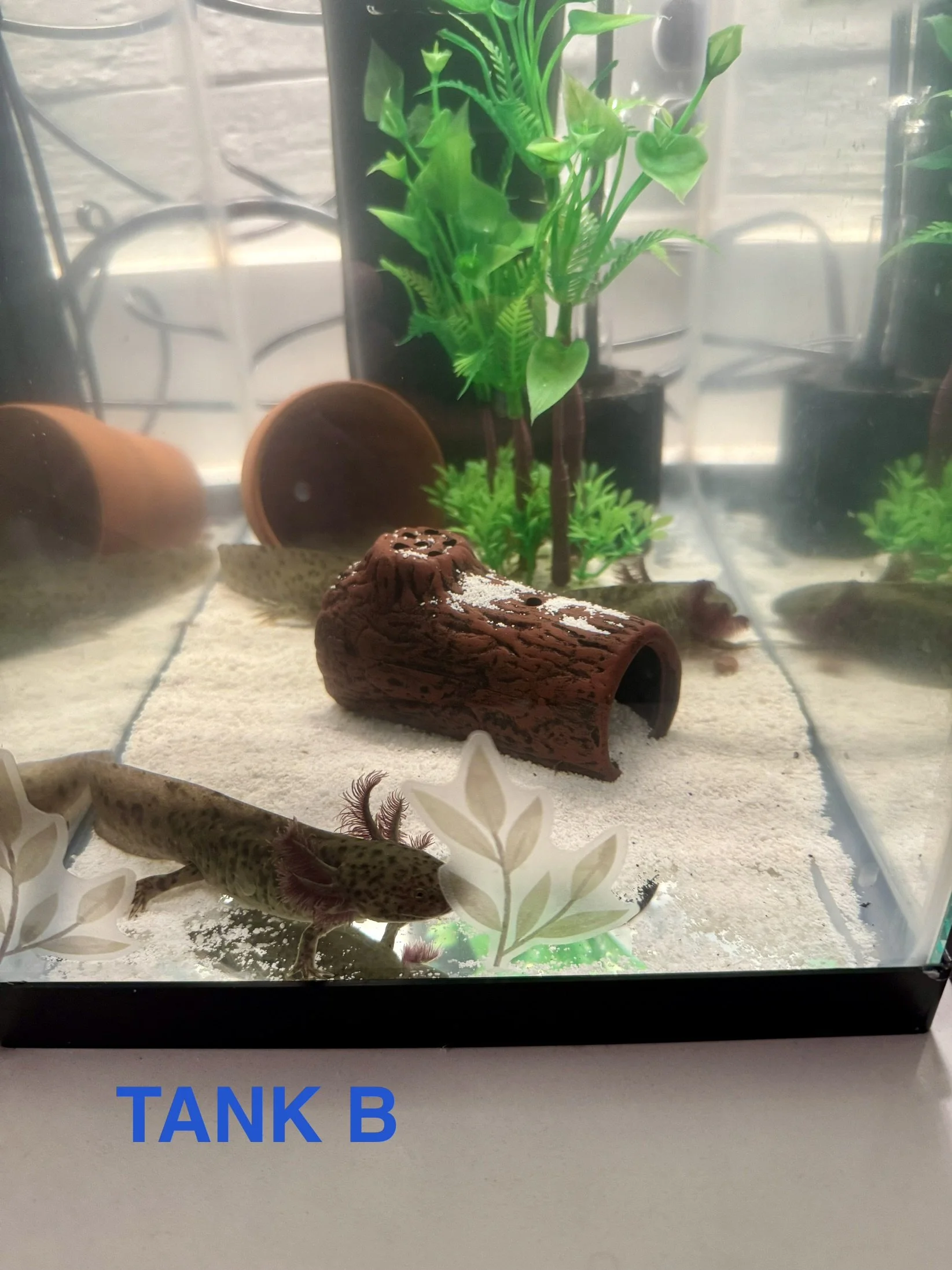 AXOLOTL - 6 Months - TANK B