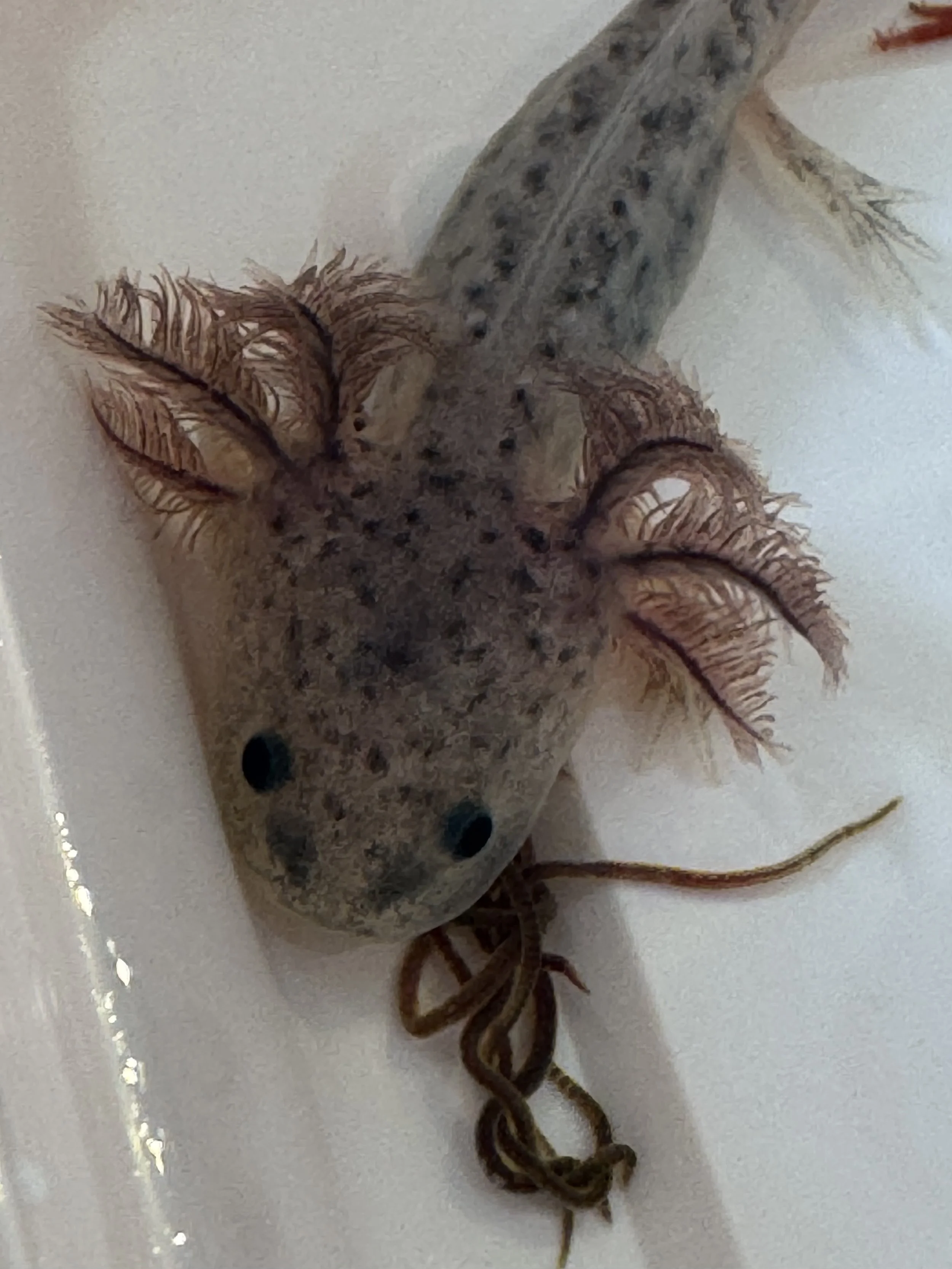 Close-up of a small axolotl with spotted gray skin, lying on a white surface with loose brownish tail curling around.