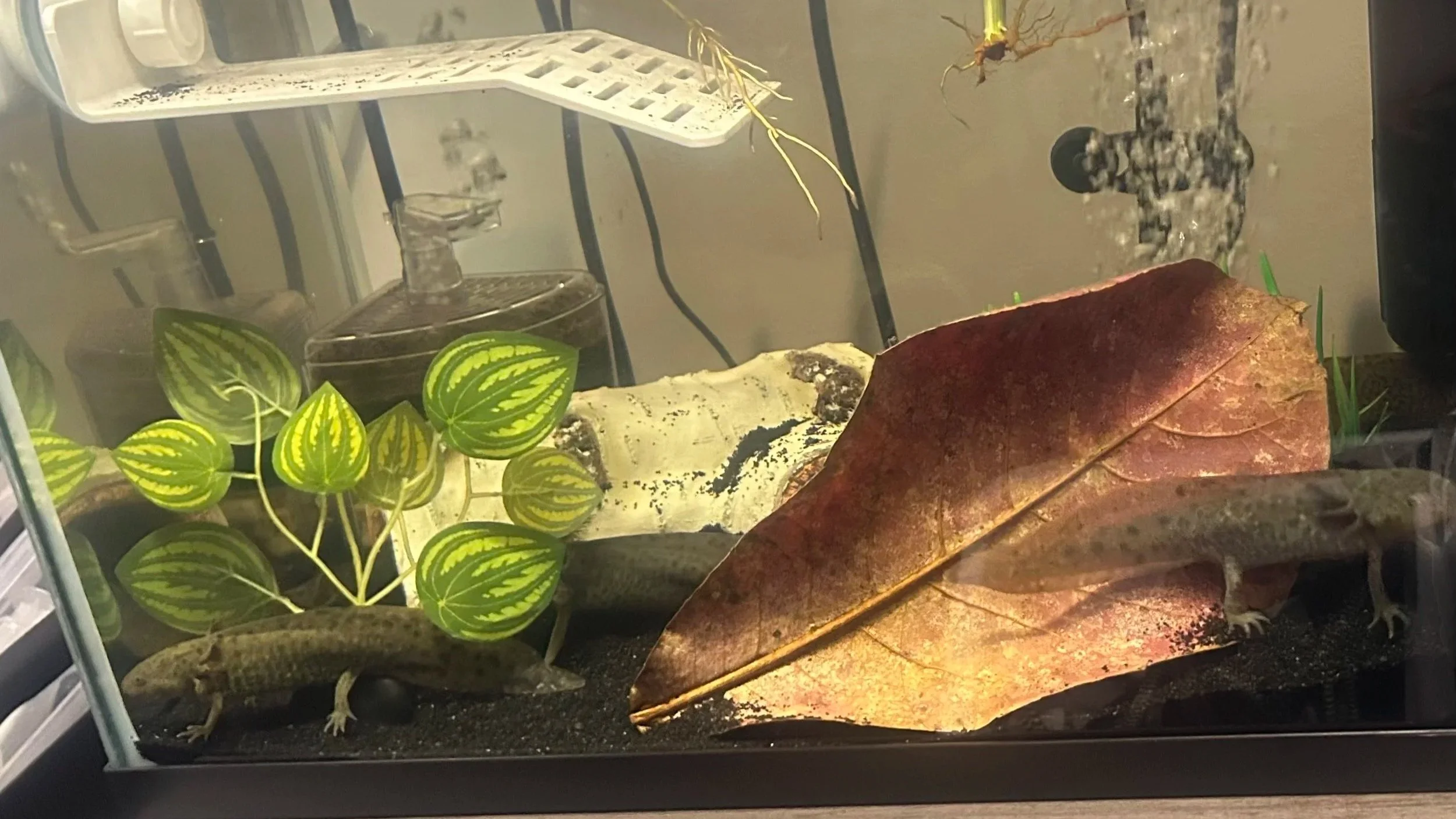 AXOLOTL - 6 Months - TANK G